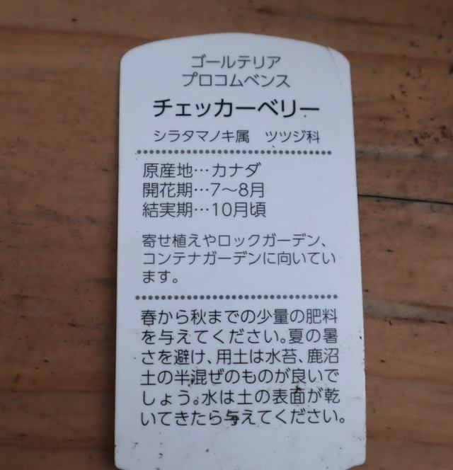 チェッカーベリー　『ビックベリーホワイト』