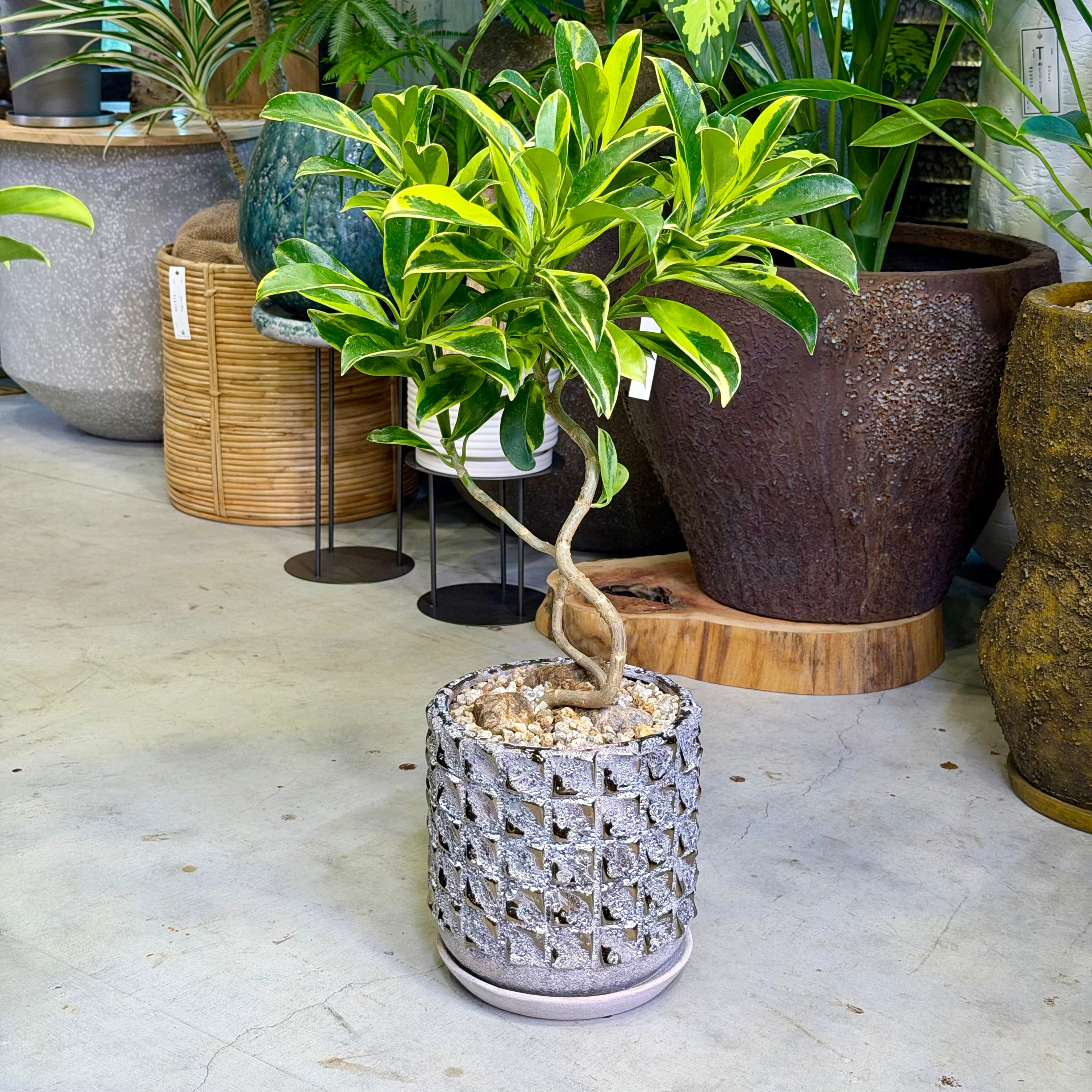 ファグラエア・ベルテロアナ 'バリエガータ' | barrelplants_BONSAI