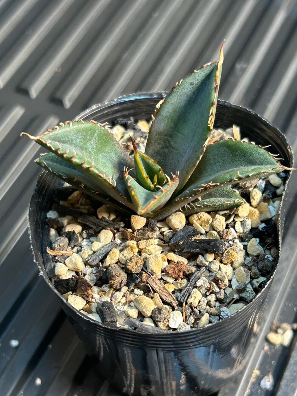 【 38 】oteroi seedling ②