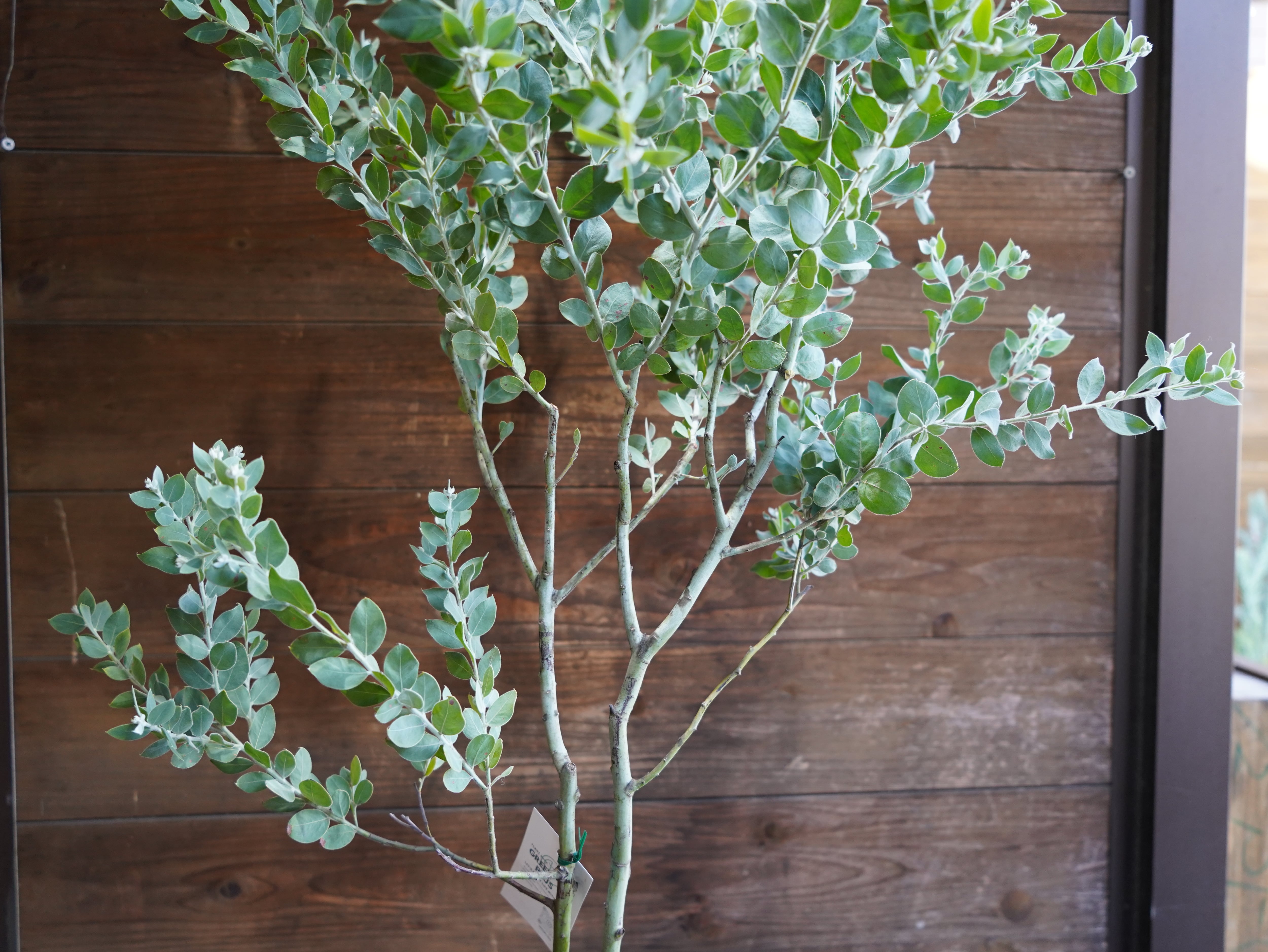 【現物】アカシア　”ポダリリーフォリア”（パールアカシア）