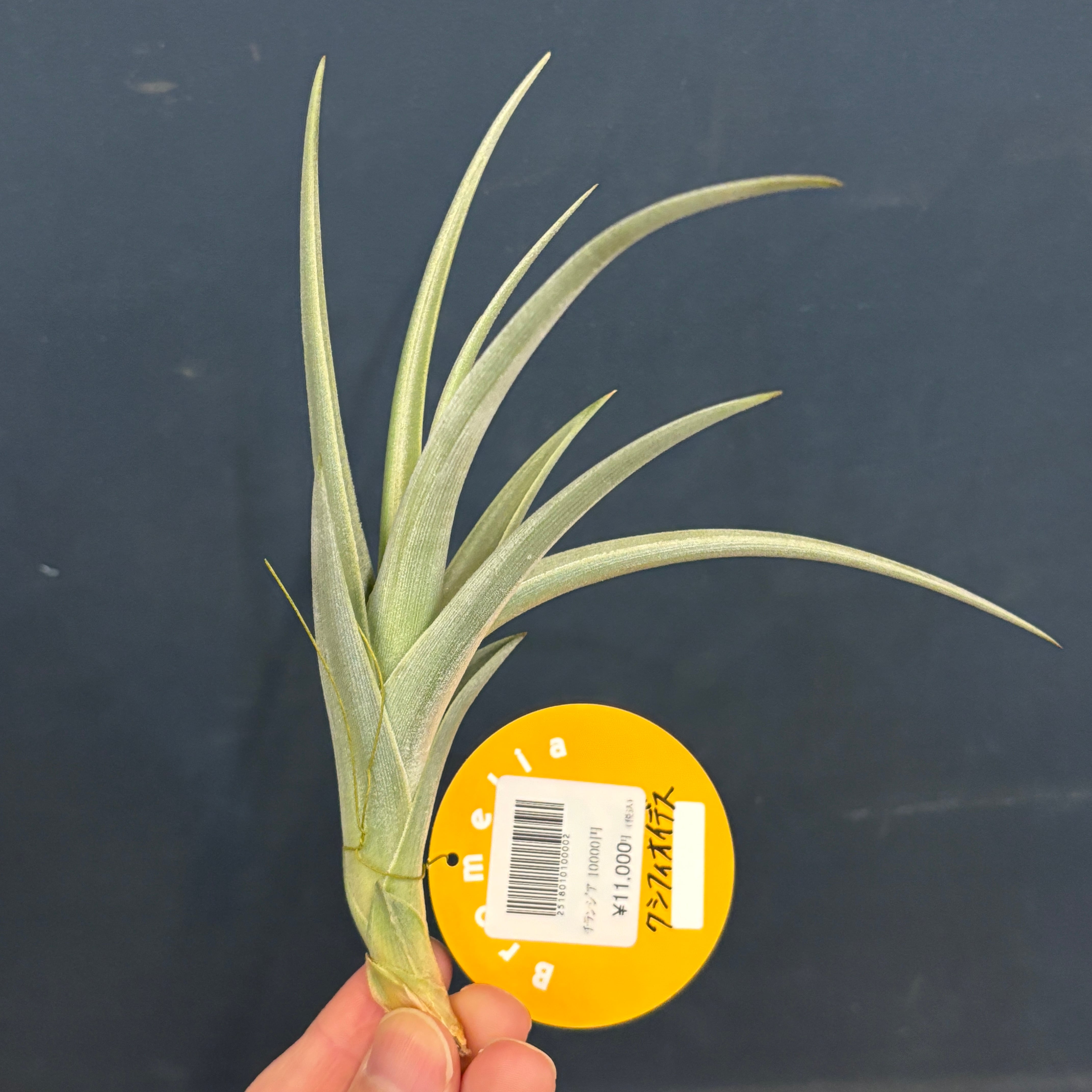 チランジア | PROTOLEAF プロトリーフ