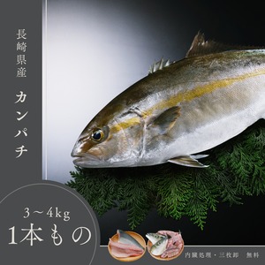 【お歳暮ギフト2025】長崎県産カンパチ/ 3～4㎏