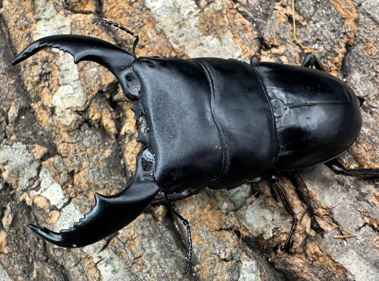 【WD】《スマトラオオヒラタ ベンクール産 81.5mm ペア》