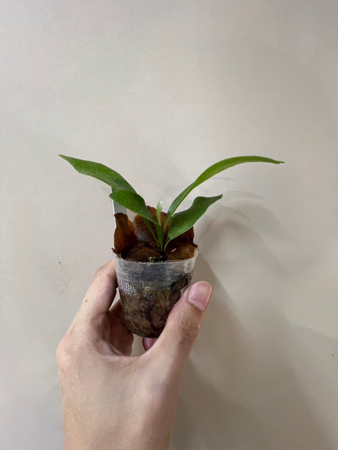 ビカクシダ】P.bifurcatum cv.Popcorn （TC）ビフルカツム