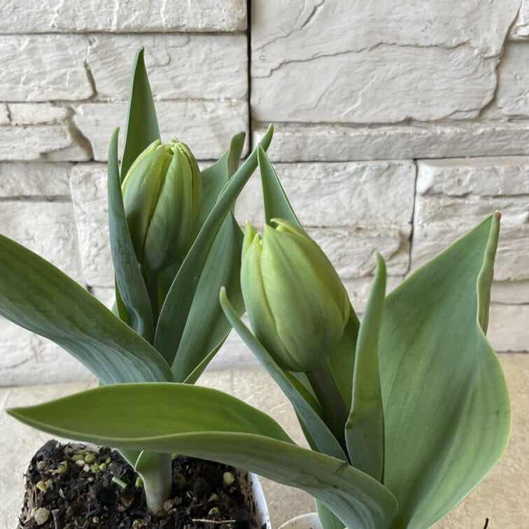 プリムラ レトロボックス | 橋本種苗園