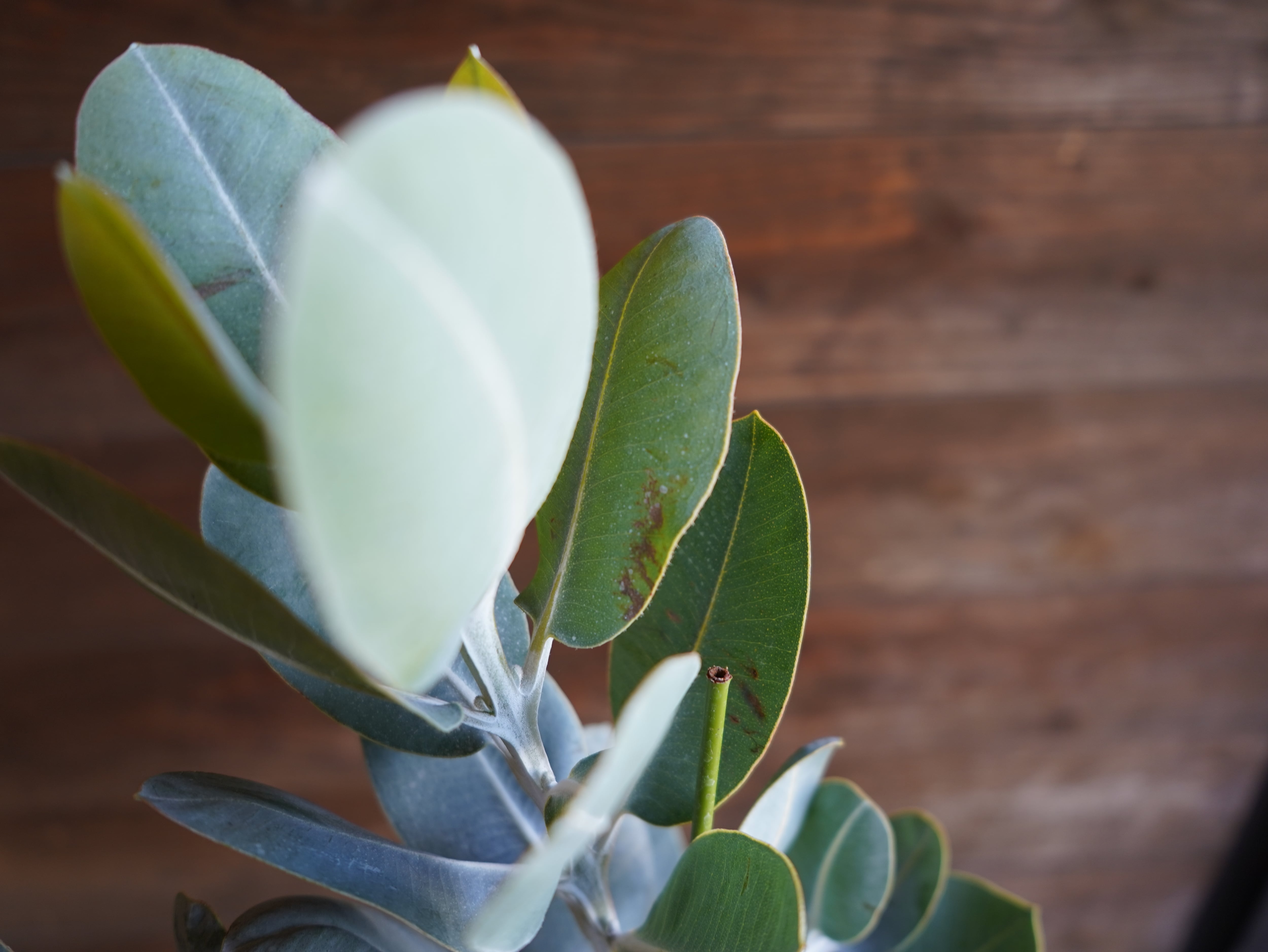 【現物】ユーカリ　”プレウロカルパ”　C