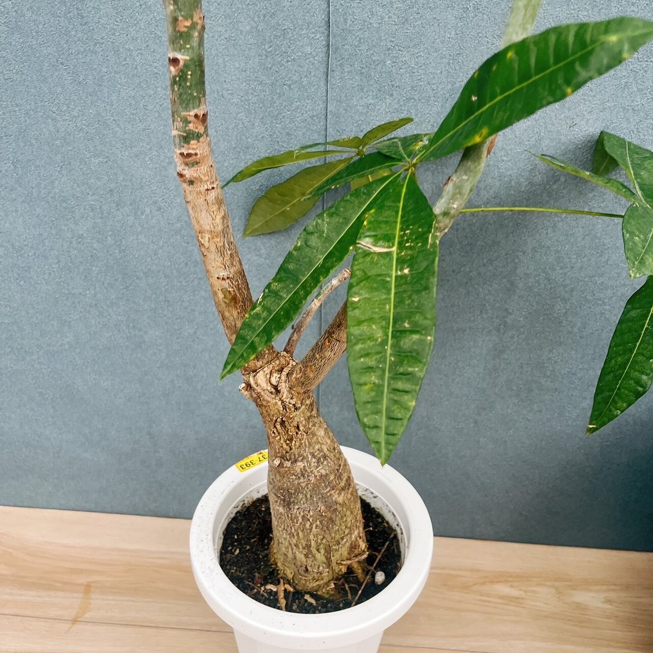 現品］【希少】54番 パキラ 実生 観葉植物 室内 大型 レア 育てやすい