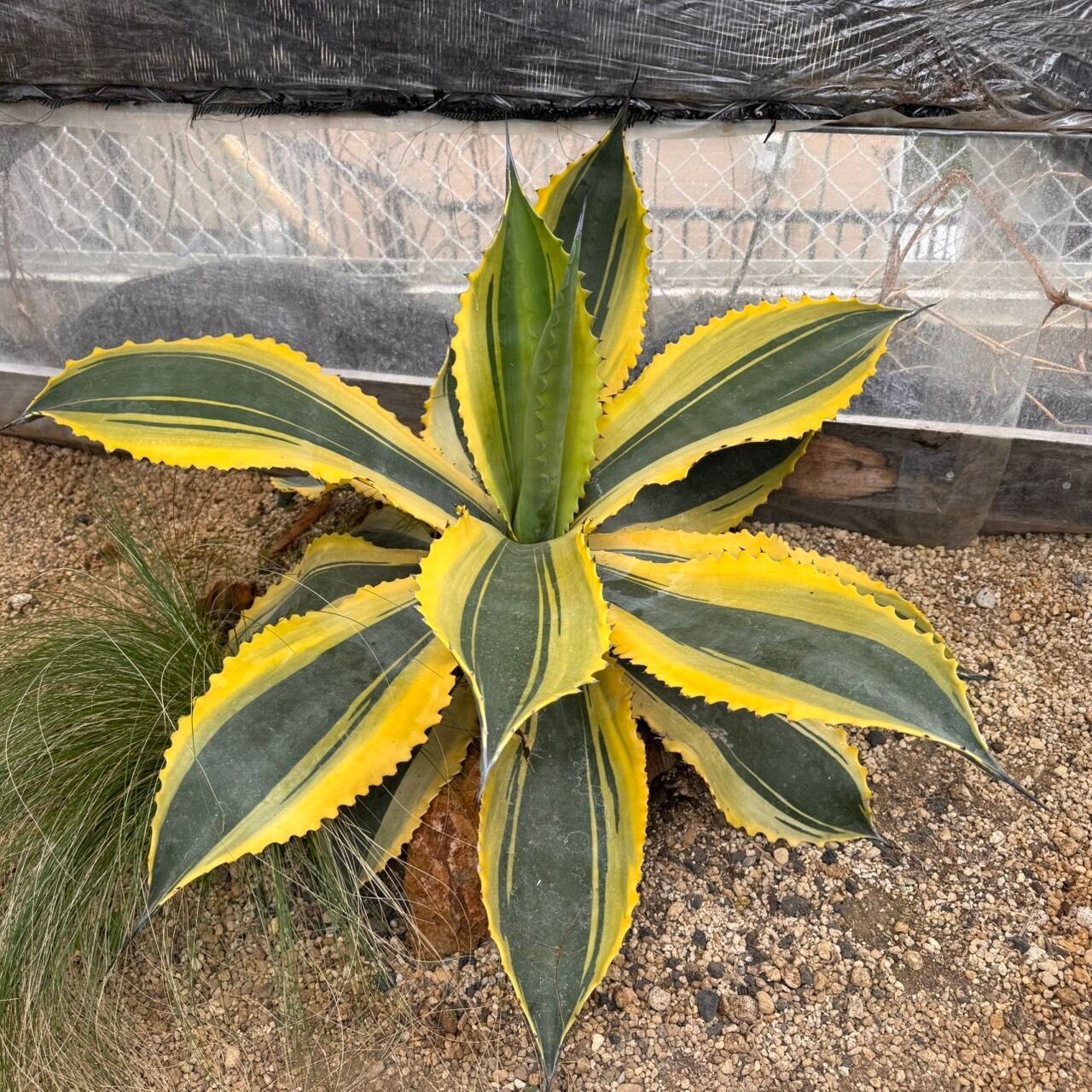 ovatifolia Lava Flow オバティフォリア ラバフロー 薄斑中斑 ovatifolia 'Lava Flow' オバティフォリア ラバフロー 薄斑 中斑 | PAY ID