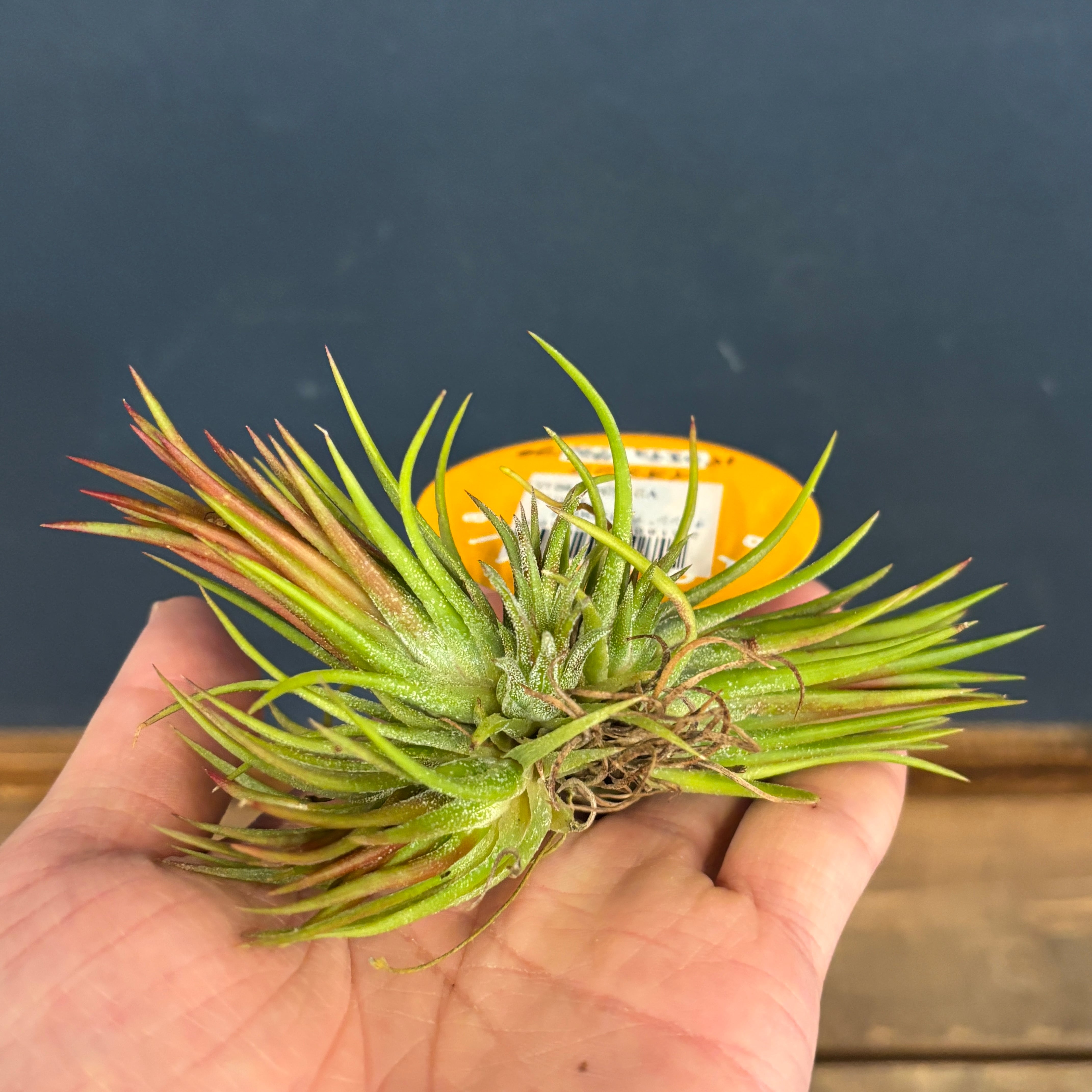 チランジア バラエティクランプ【655】