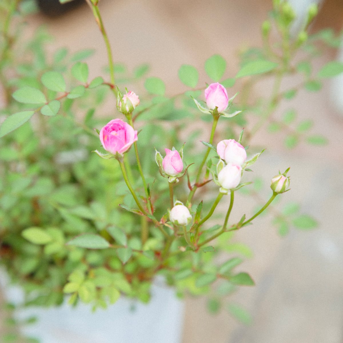 姫バラ ワンダーファイブ○極小輪 ミニバラ 姫薔薇 花付き良