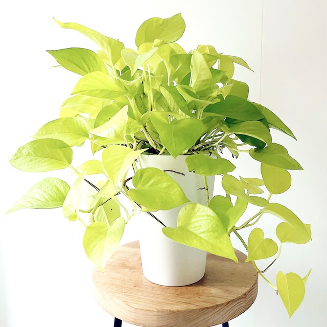 ポトス ライム 鉢カバー付き 観葉植物 calm cafe
