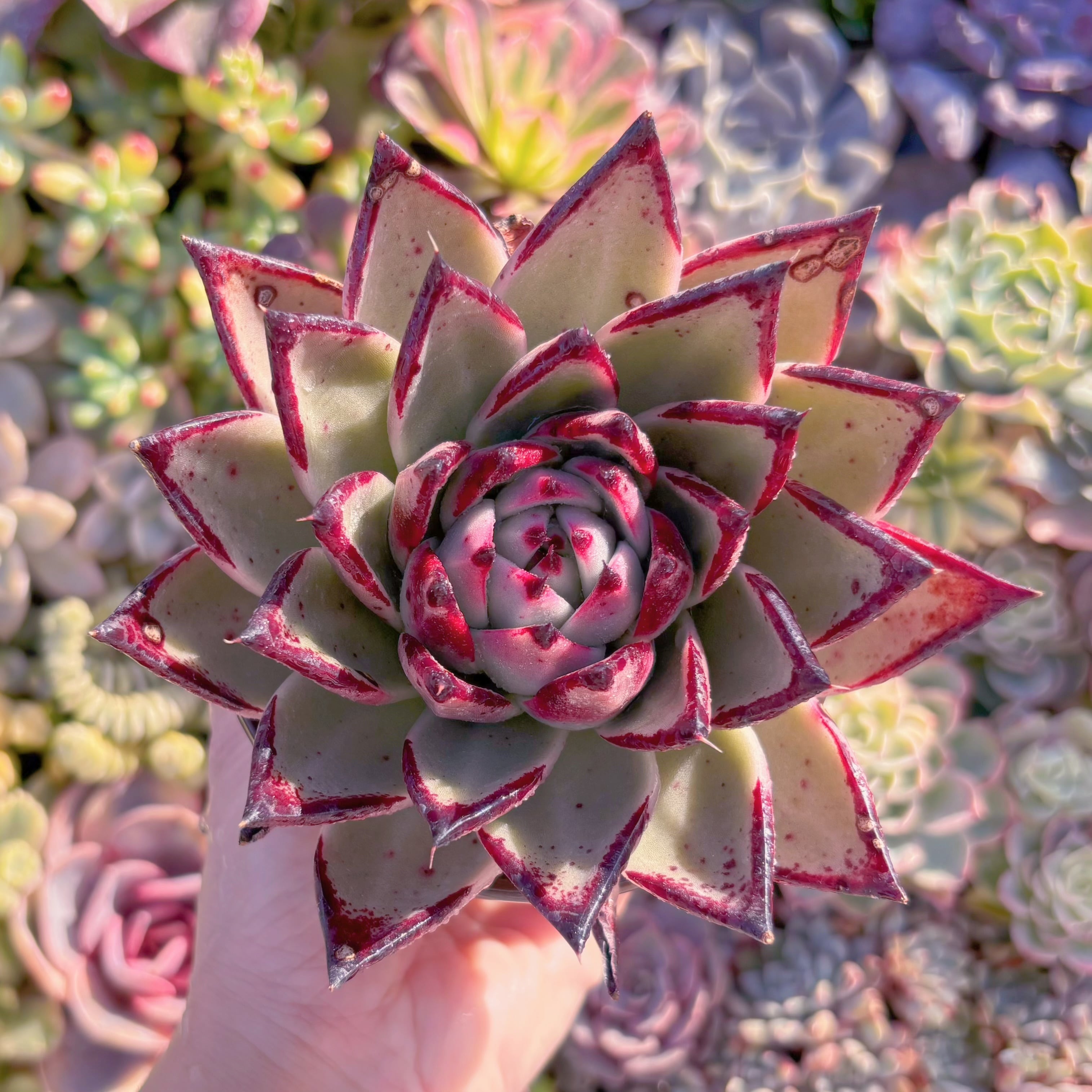 現品　黒魔王#M231　大苗　るる農園