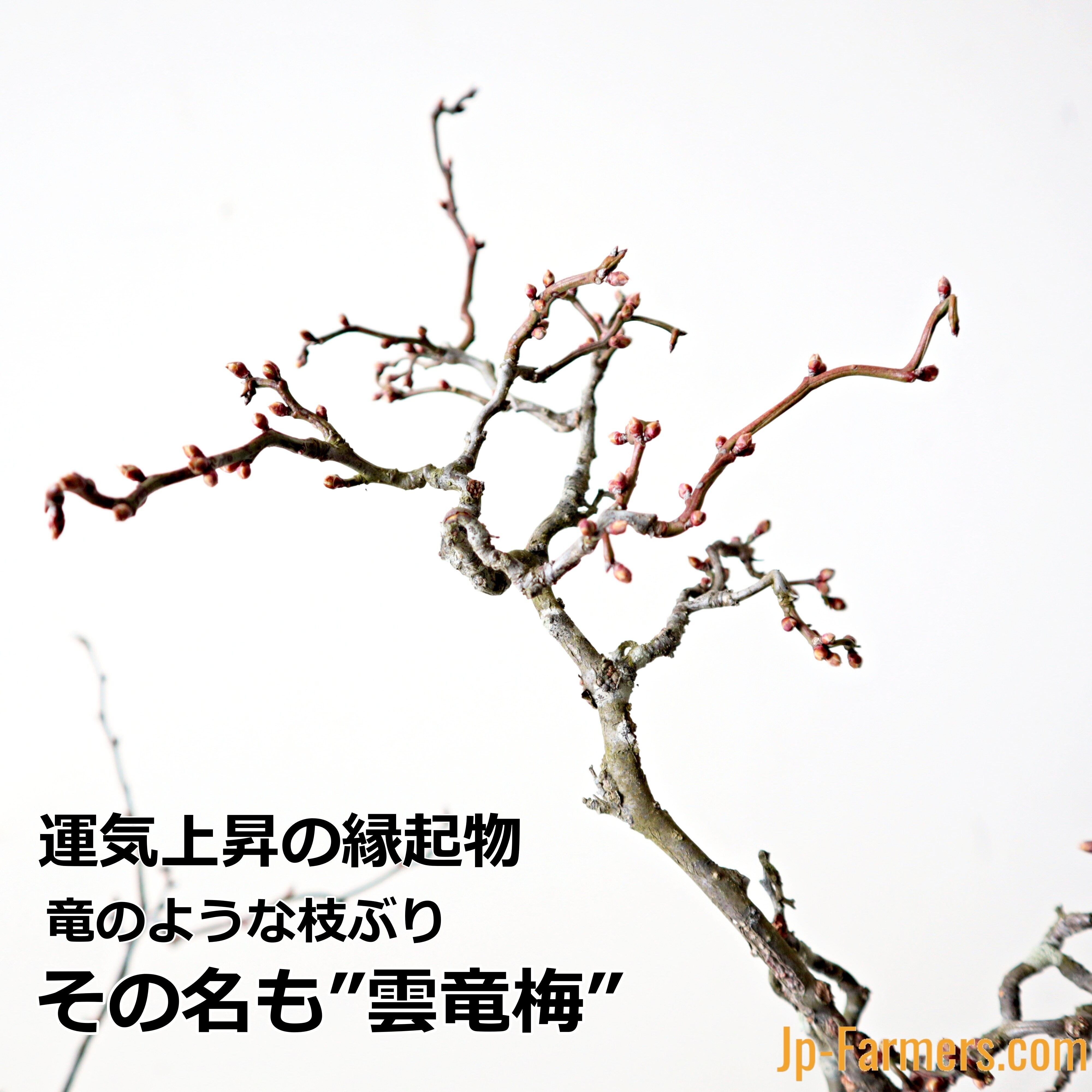 数に限りあり！！ ”運気上昇”の樹を飾ろう 丸福清花園のウンリュウバイ