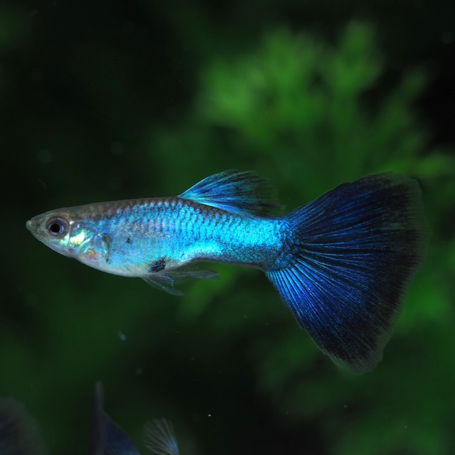 ラズリーブルーテールリボン　若魚1カルテット＋おまけ1カルテット