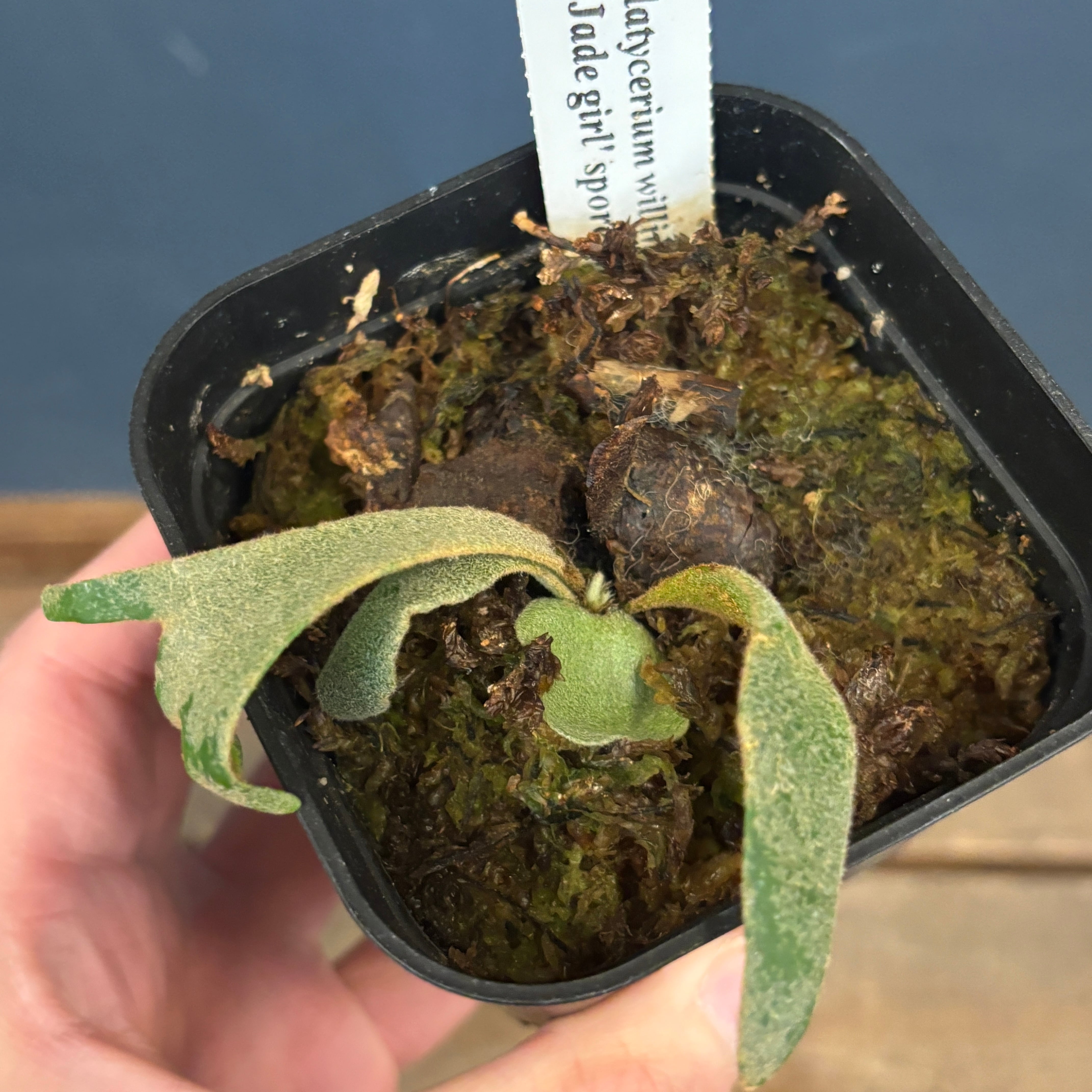 クリアランス】ビカクシダ ジェイドガール P. willinckii 'Jade Girl