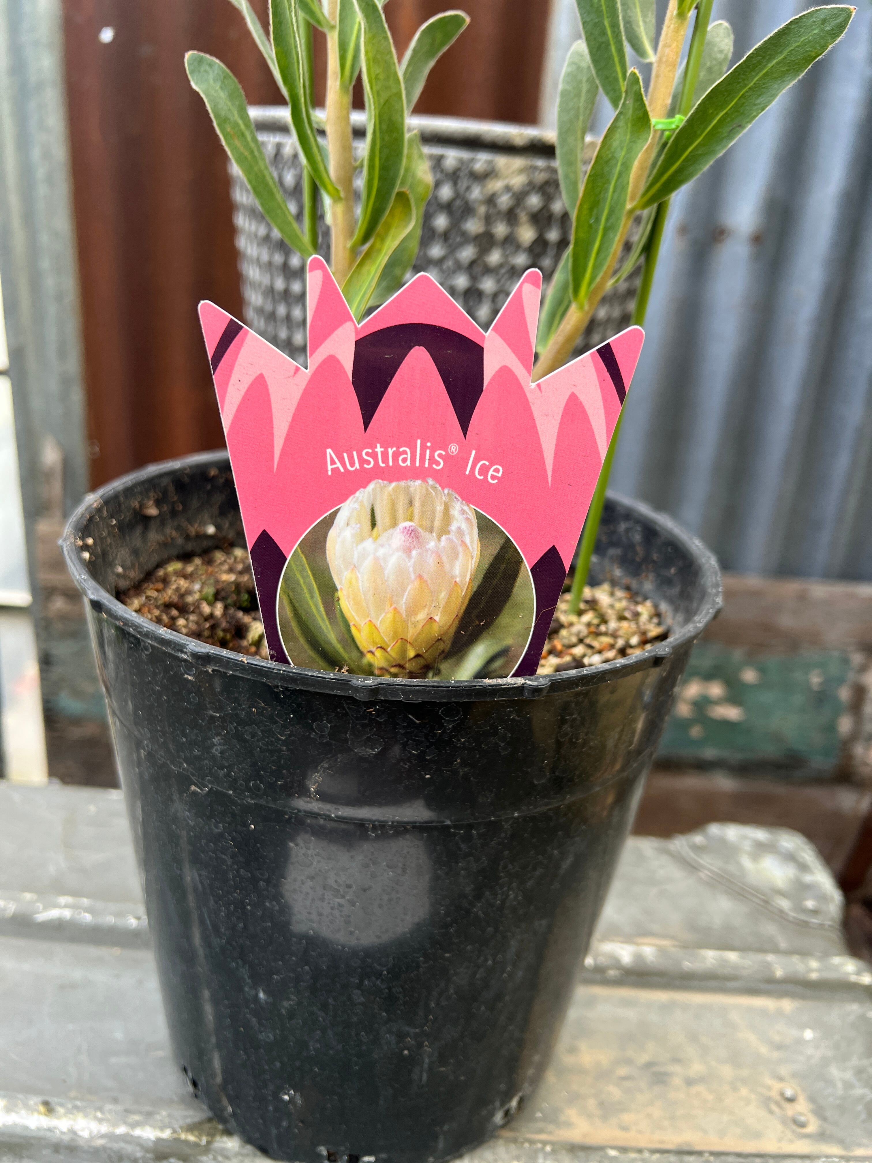 プロテア　オーストラリスアイス　5号（バンクシア、グレビレア、リューカデンドロン プロテア オーストラリスアイス 5号（バンクシア、グレビレア