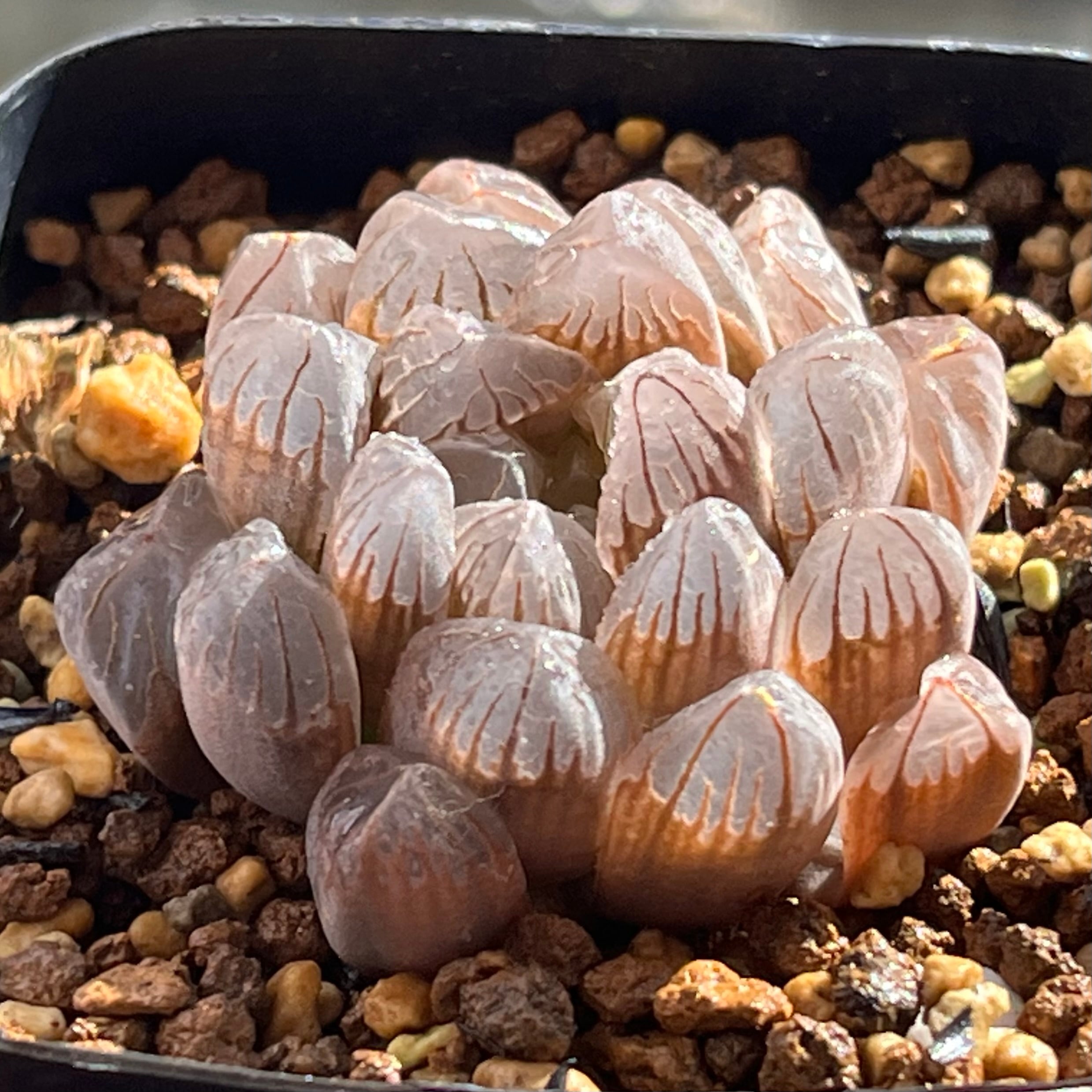 ハオルチア エメラルドLED錦×氷灯錦 実生 | mocono_plants