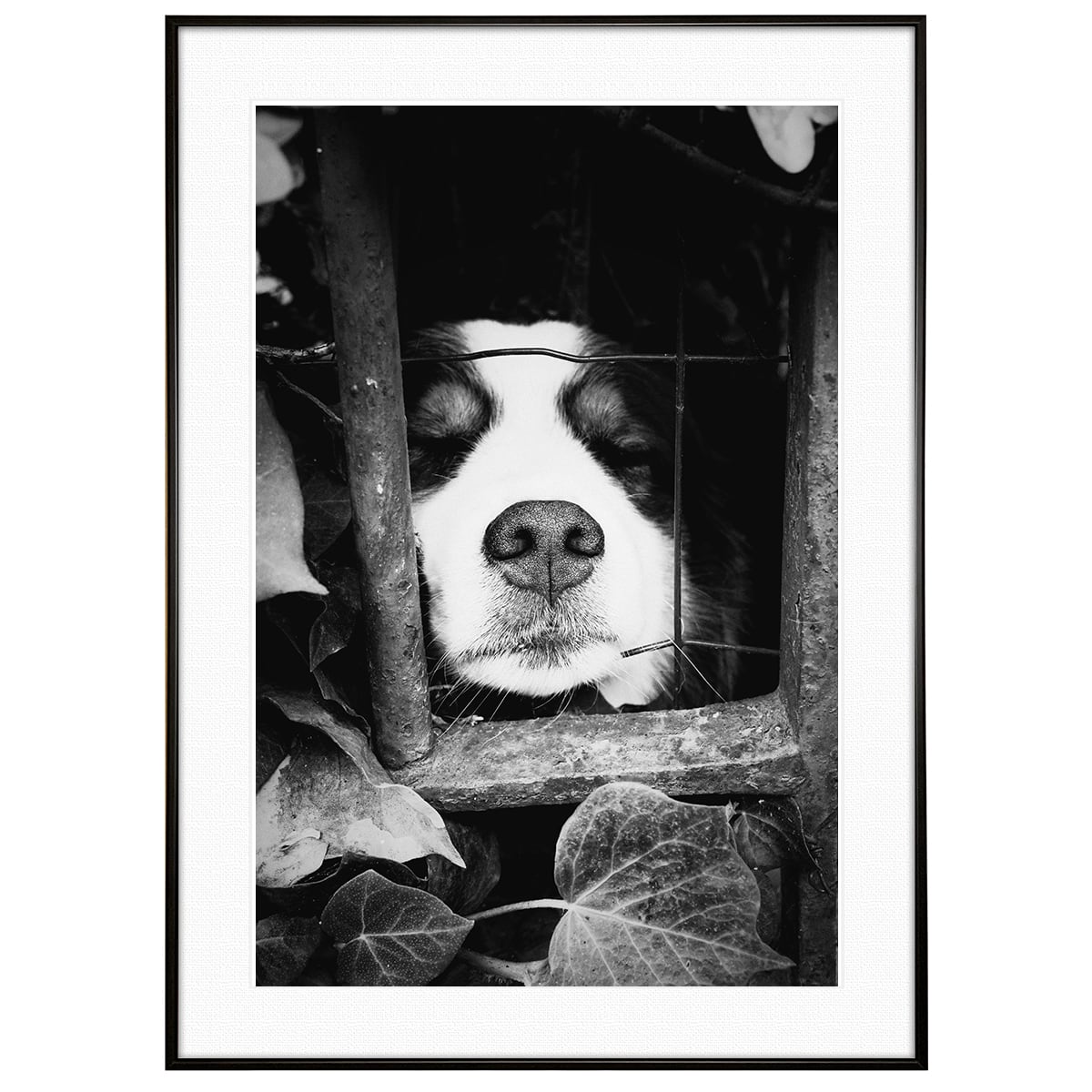 動物写真 犬 柵から顔を出す犬 インテリア モノクロアートポスター額装