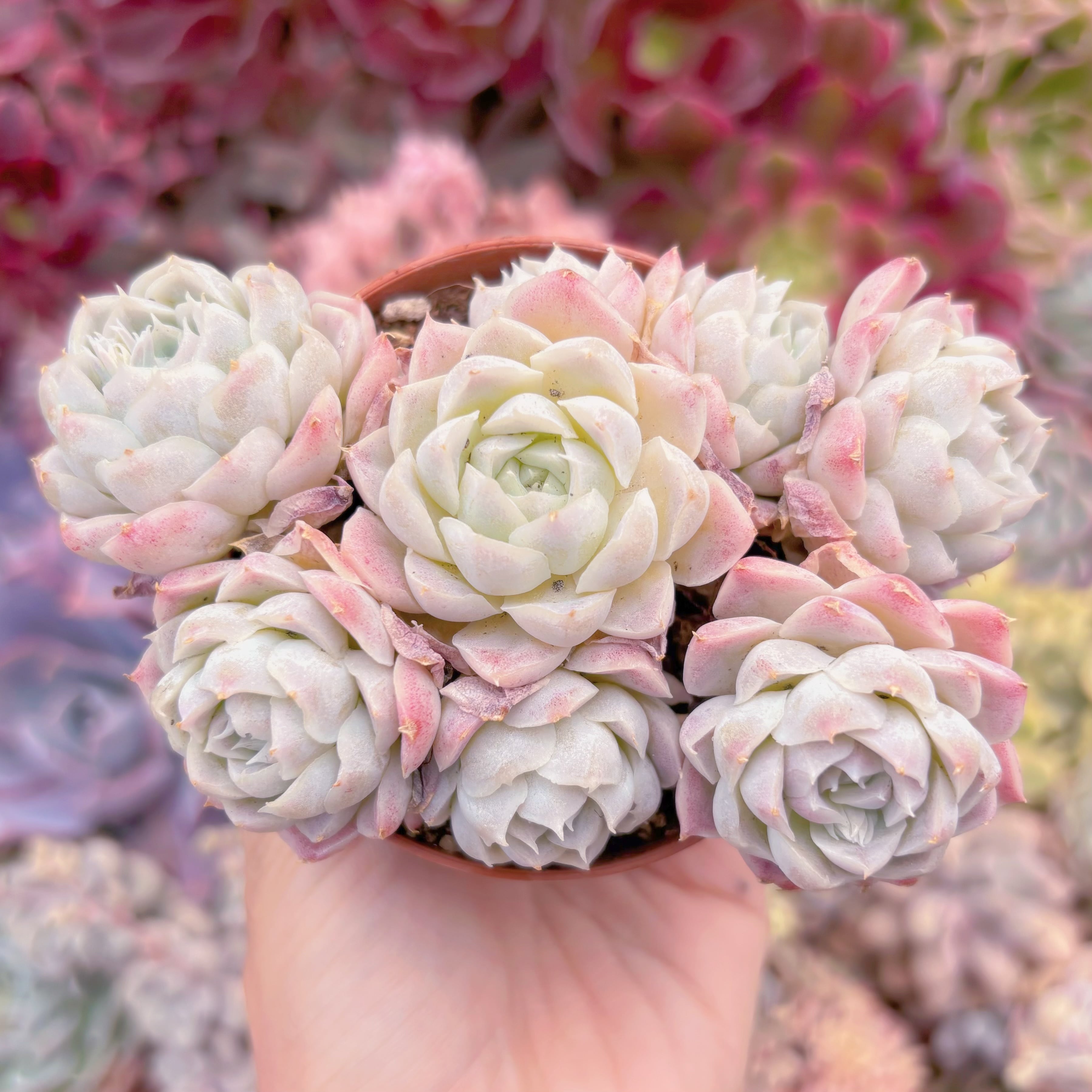 現品　ヒューミリス#083　群生　るる農園