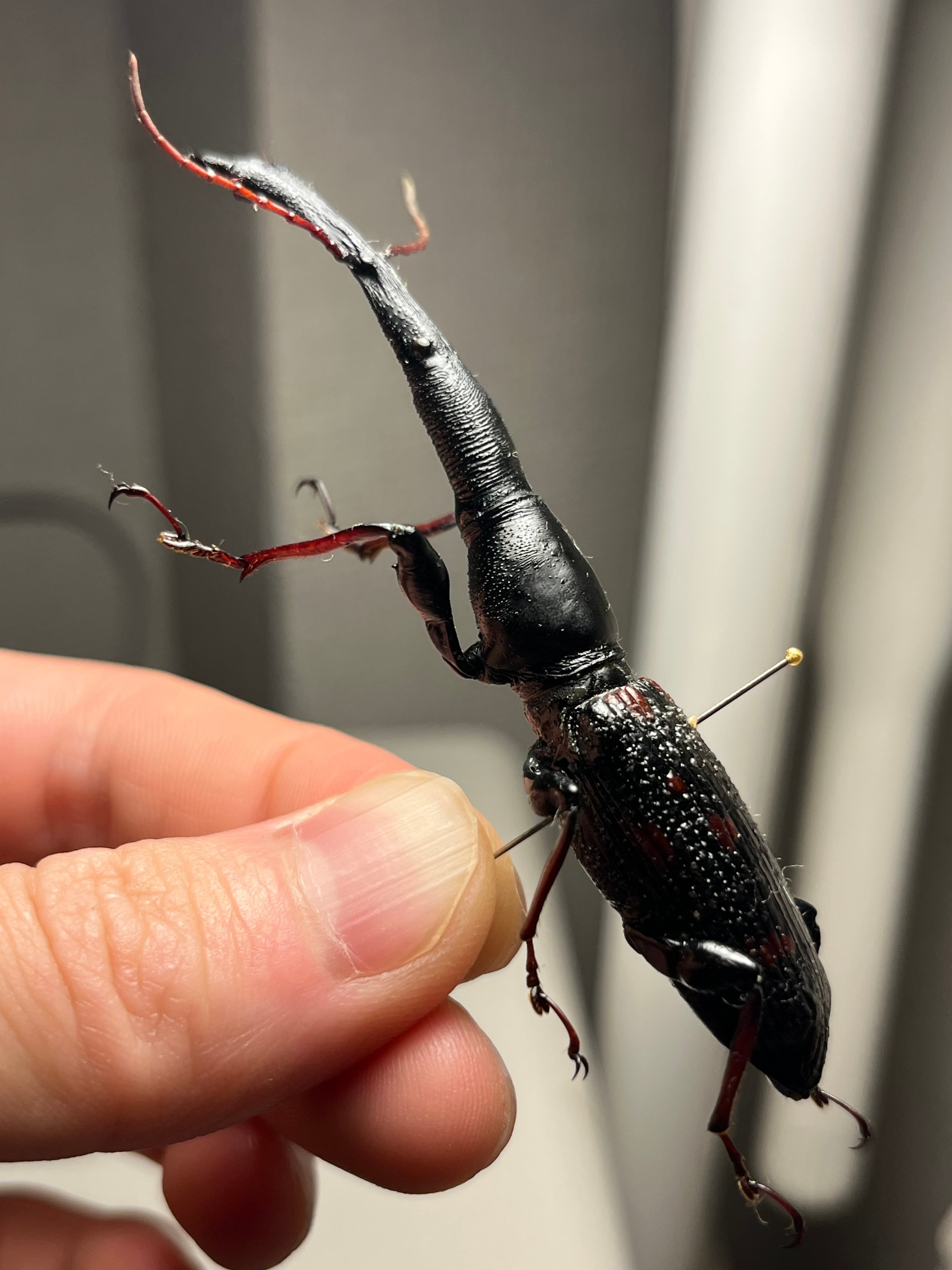 巨大】オウサマミツギリゾウムシ 標本 ゴミムシダマシ テントウムシ