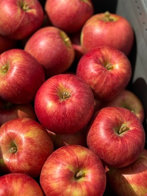 葉取らずつがる家庭用　2kg
