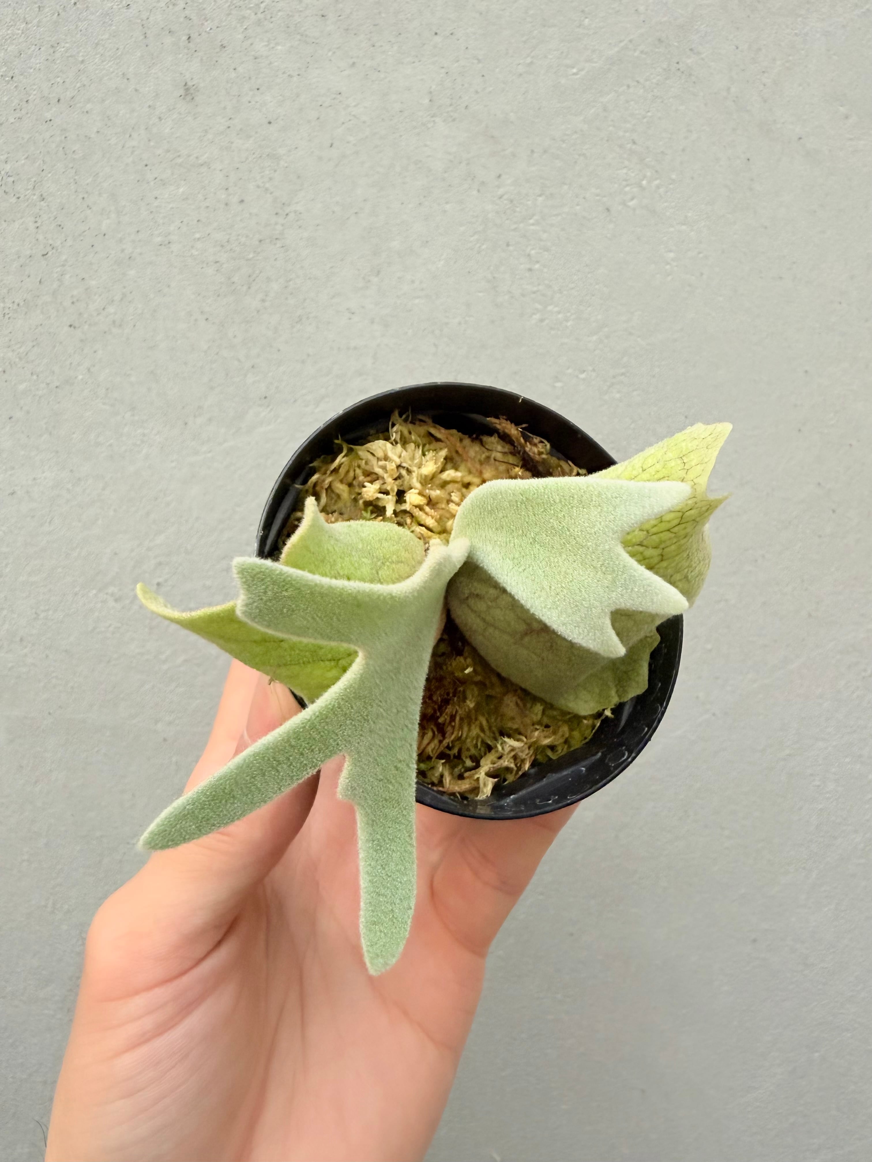 c) P. willinckii 'Frosty Maiden' spore grown ②ビカクシダ