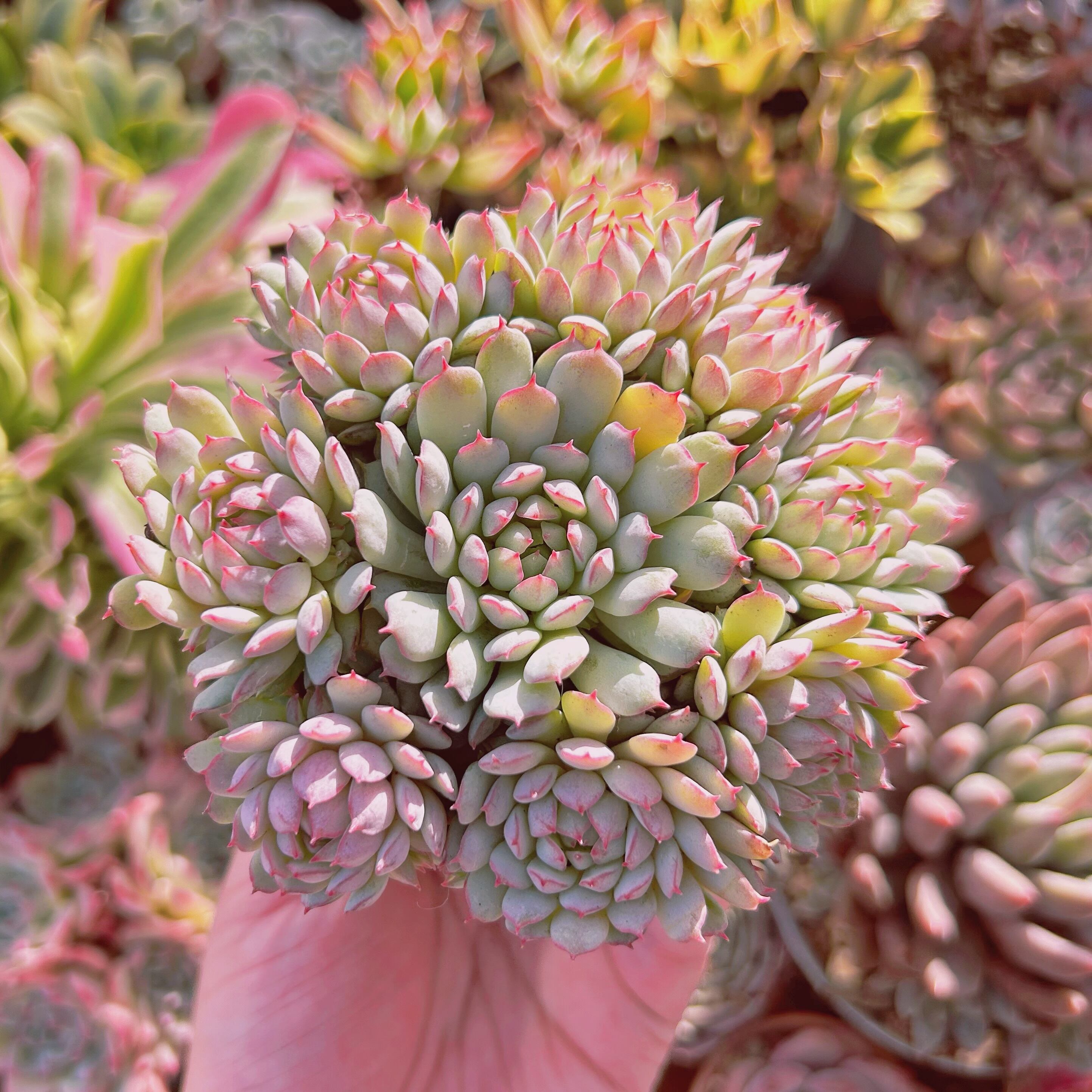 多肉植物　Echeveria グロブローサx静夜　6頭以上　大群生