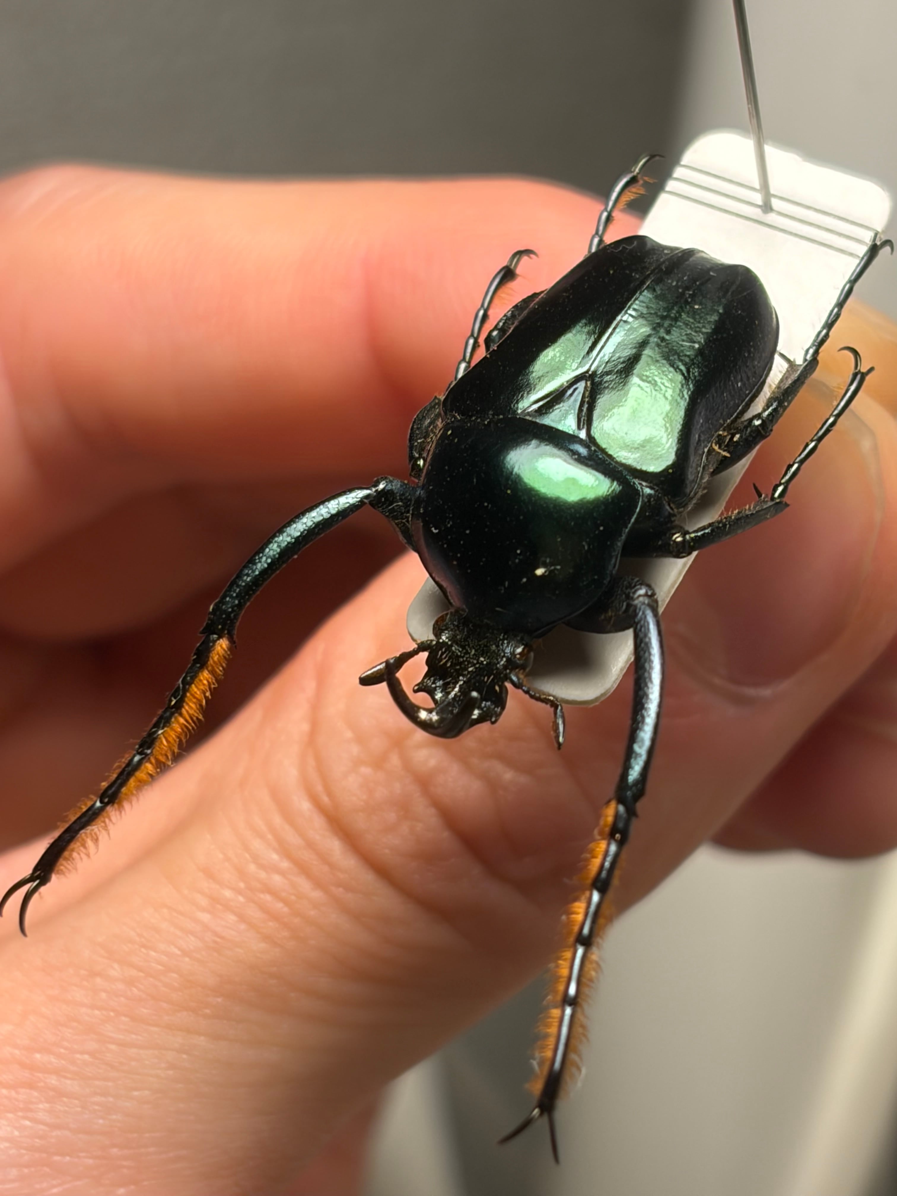 コラシナテナガメキシコツノカナブン（学名：Neoscelis corasina）の