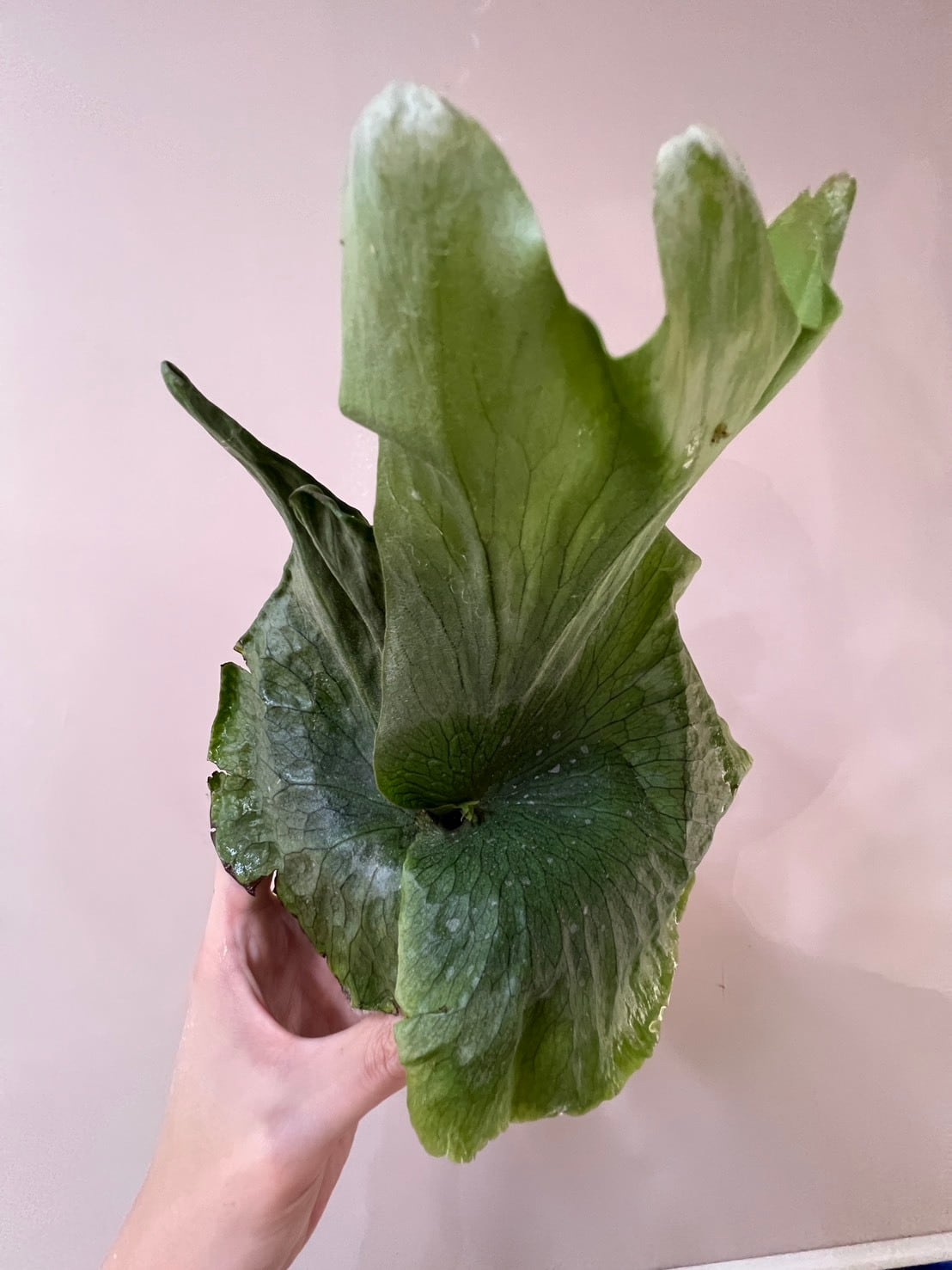 ALL ITEM | Plants.Links