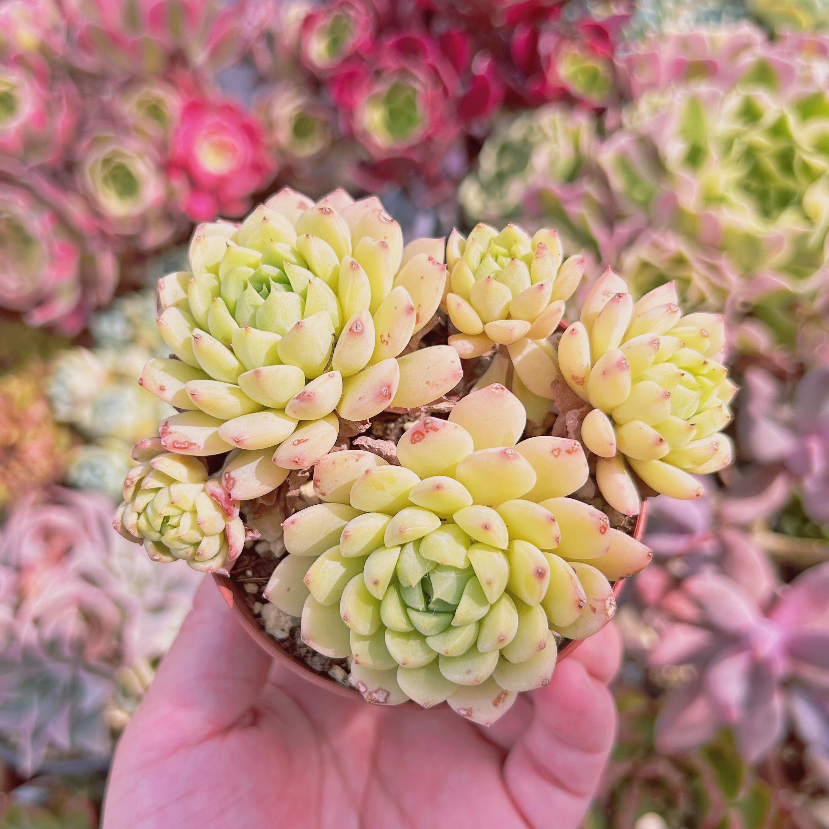 現物　多肉植物　マチカ