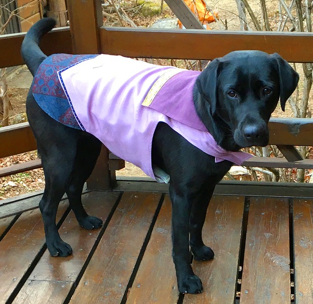 わんこ服 大型犬用 ３L "紫系の組み合わせで爽やか〜　セーラーカラーの♂服”E-4