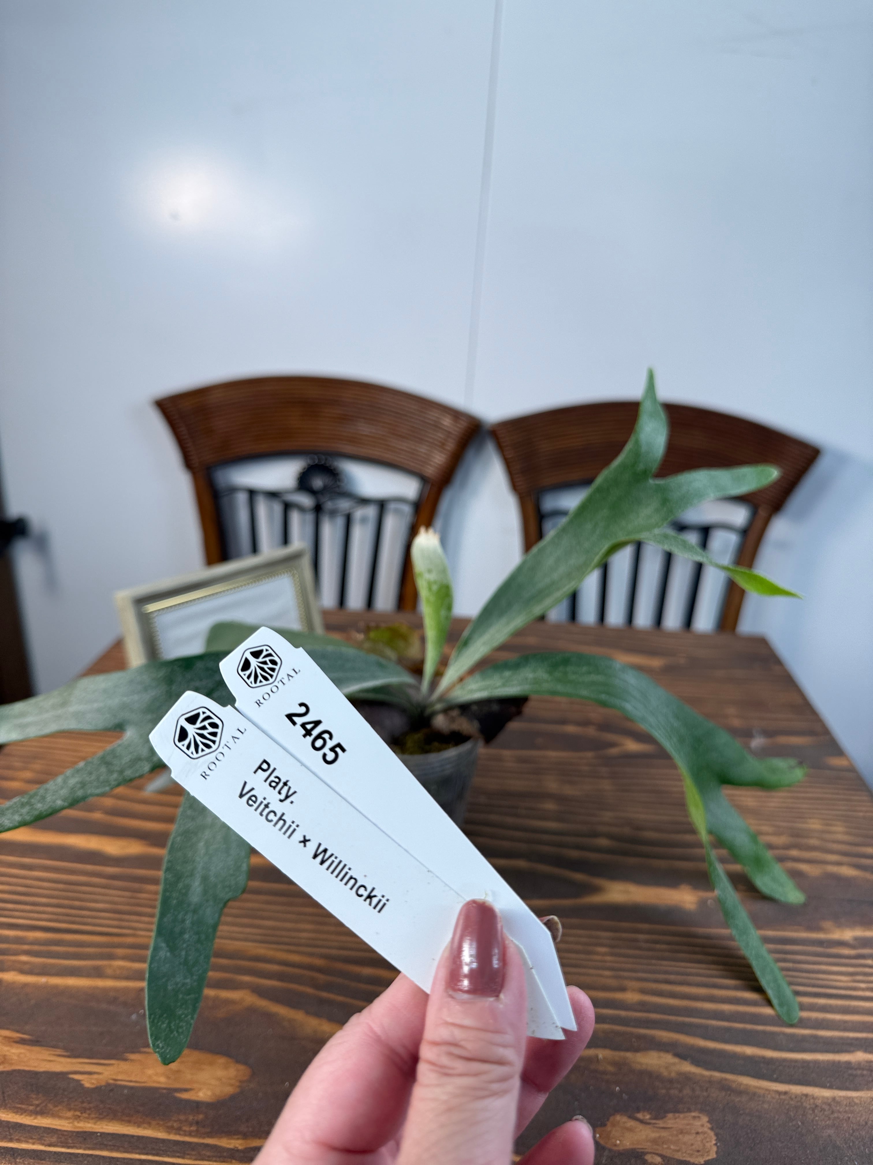 交配種 | ROOTALPLANTS