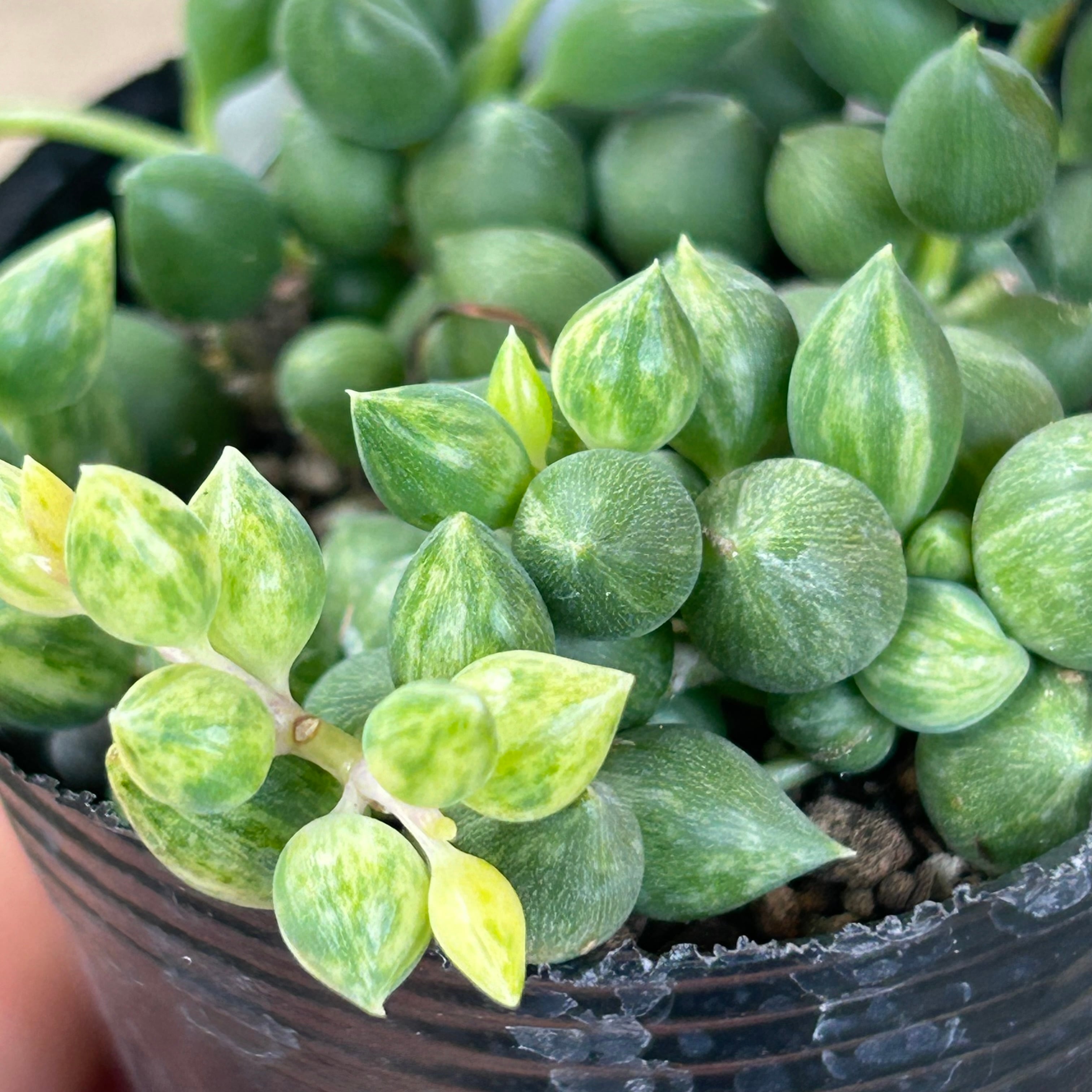 多肉植物^o^ エンジェルティアーズ錦 【公式通販】