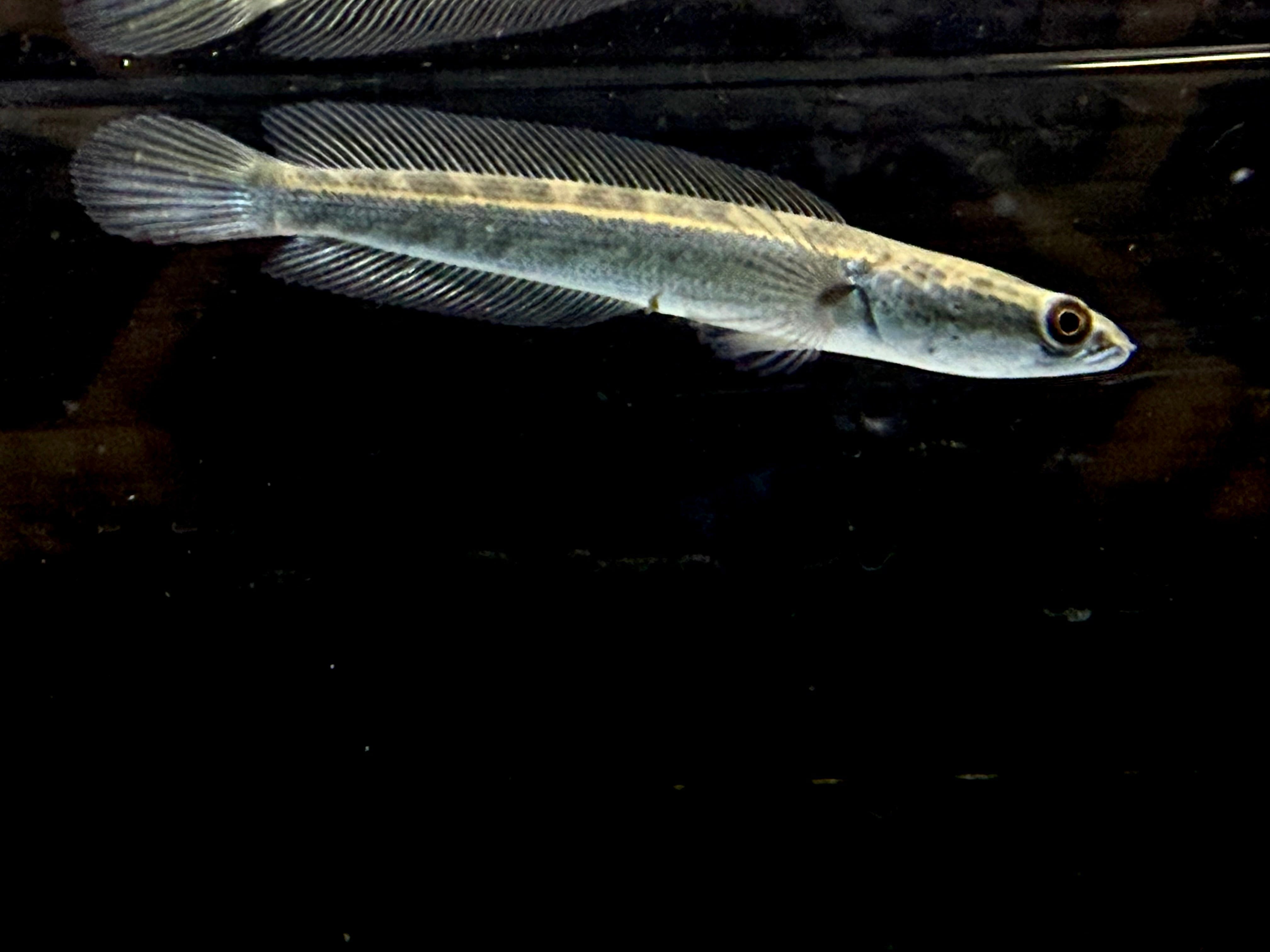 イエローマルリオイデス 7〜8cm± | AQUASTYLEG イエローマルリオイデス 7〜8cm± | AQUASTYLEG