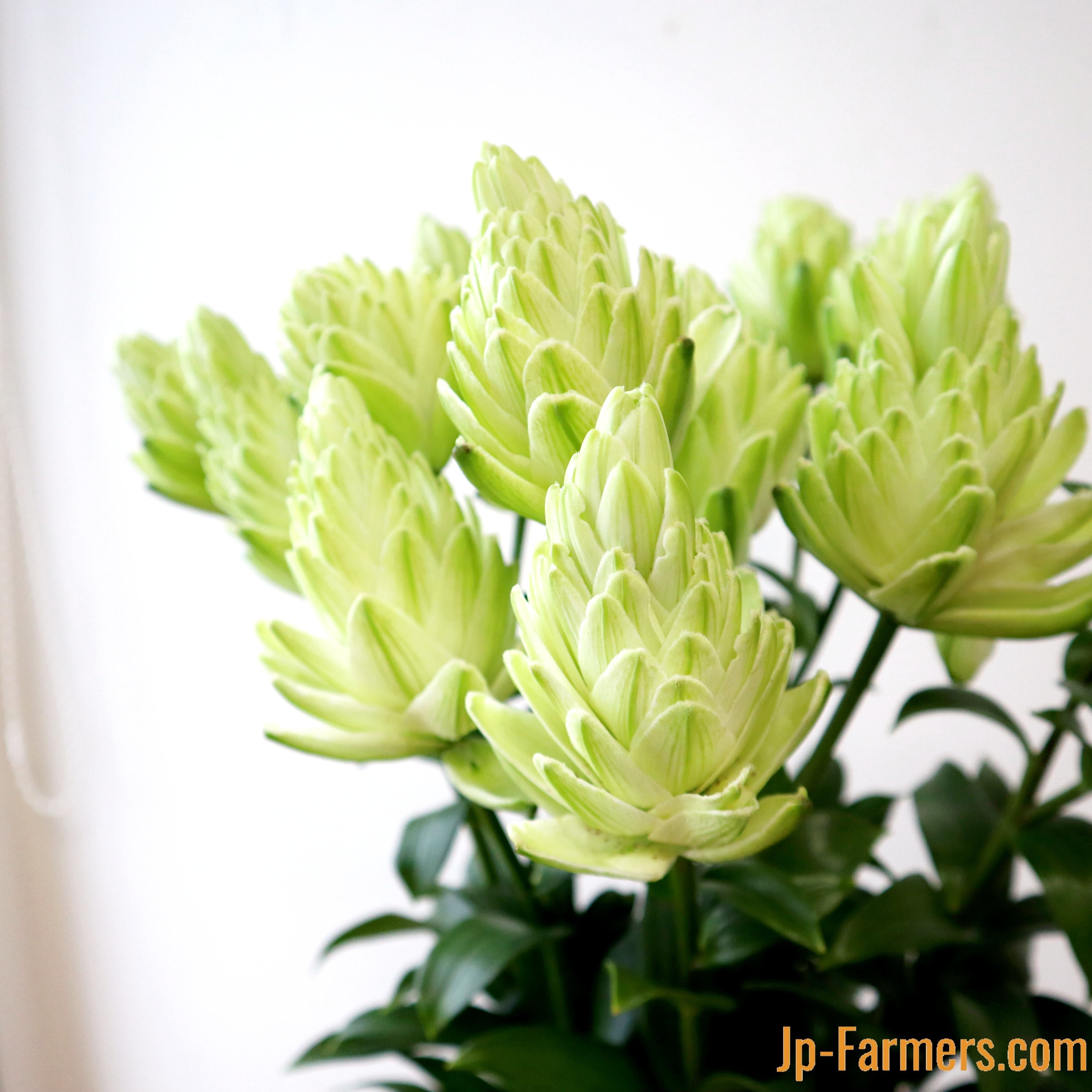 ユリ類 | 新鮮お花問屋 Jp-Farmers.com