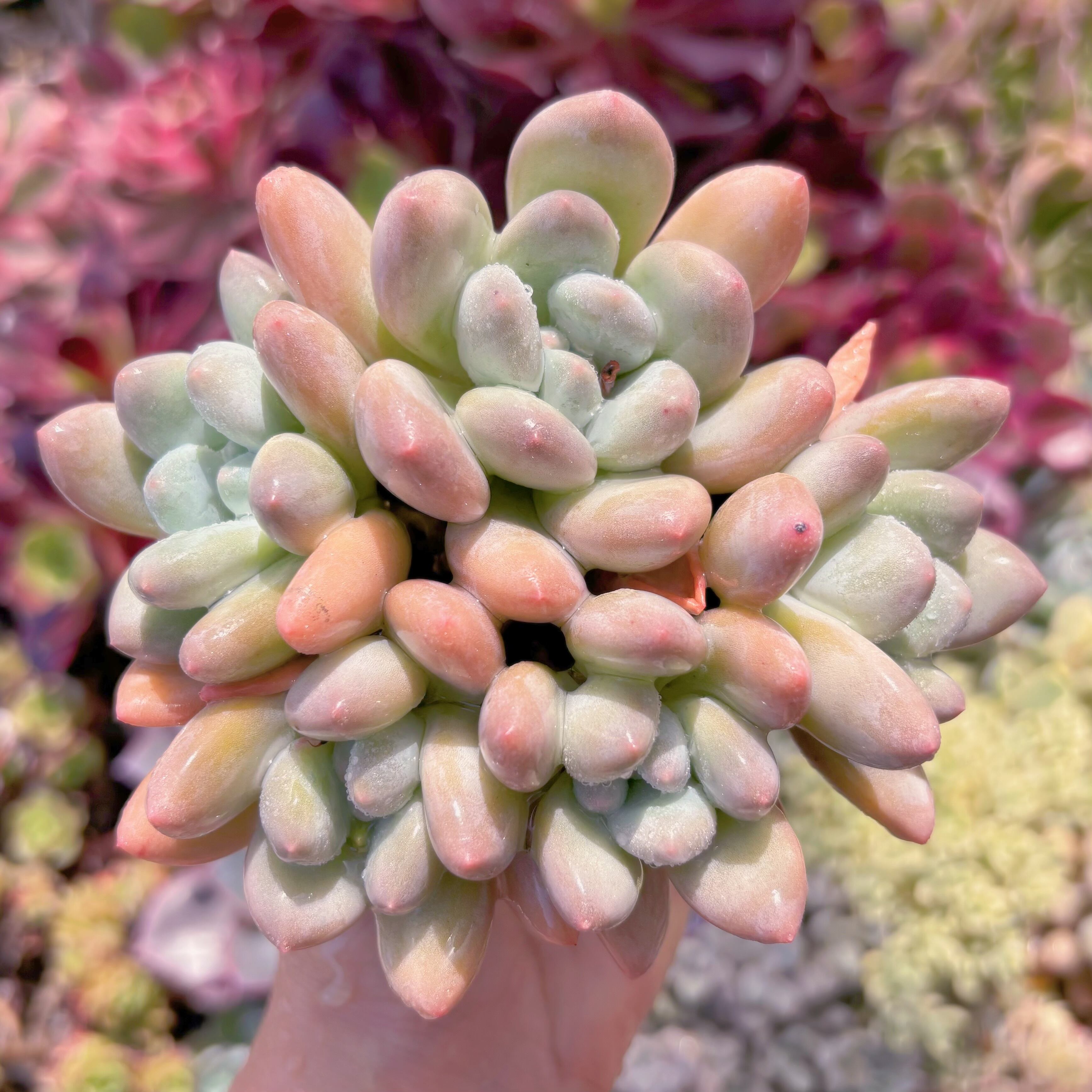 現品　香水#C22　群生　新入荷