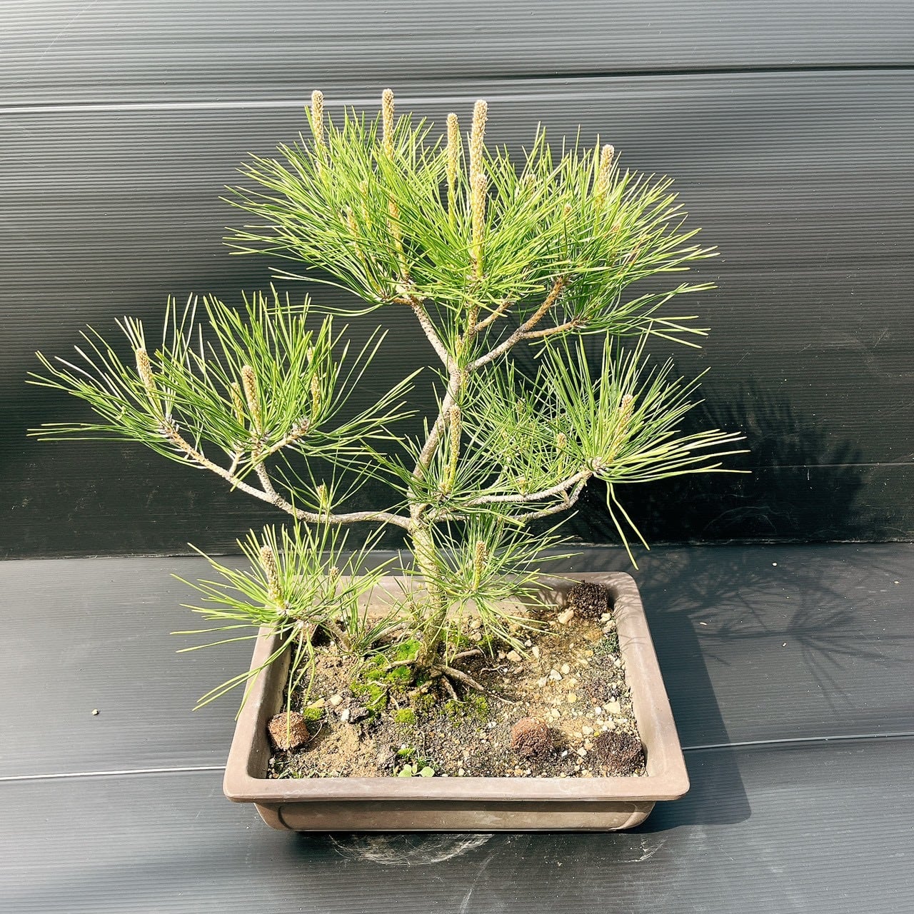 現品］3番 キンコウボク 7号 観葉植物 屋外 珍しい 金厚朴 香水 花