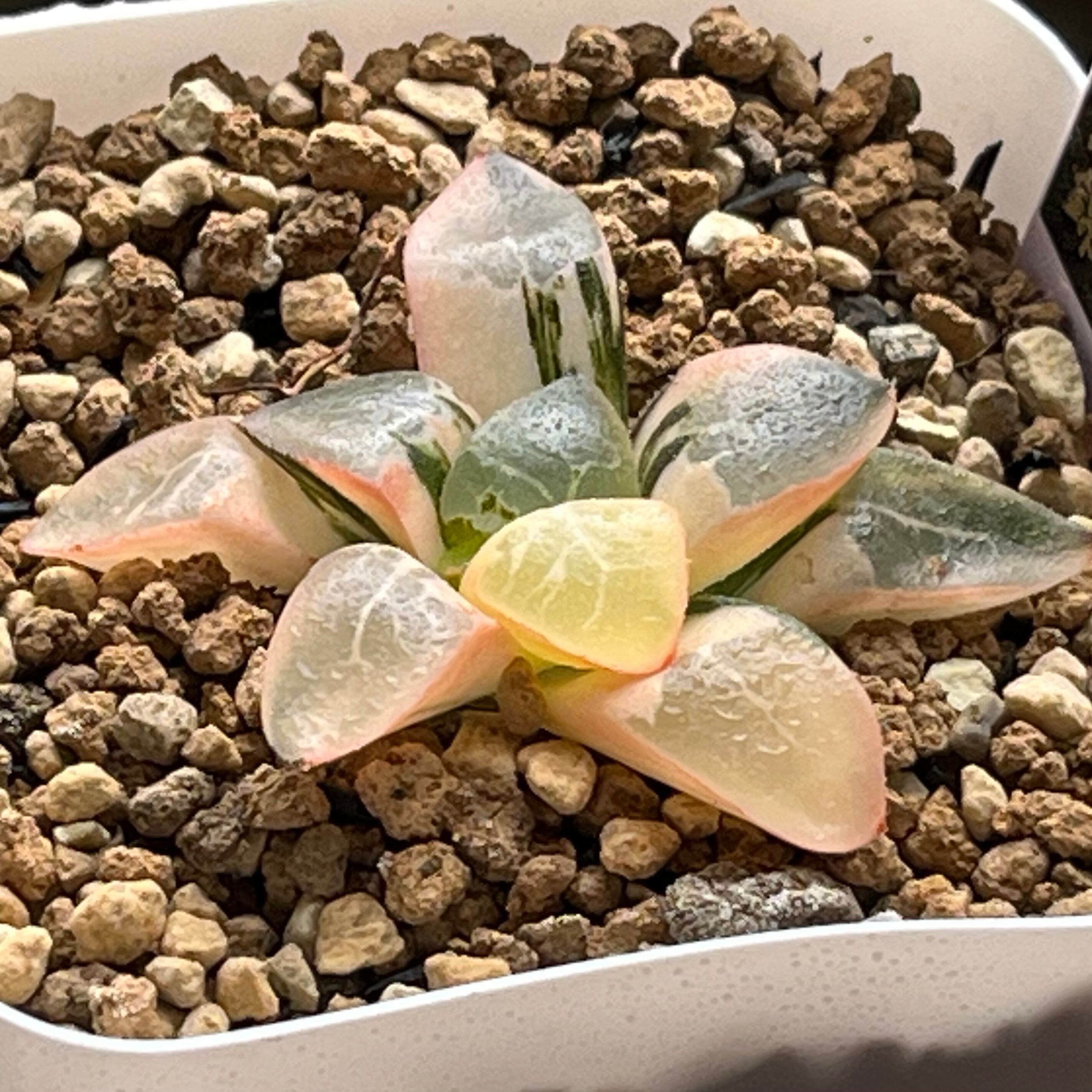 mocono_plants