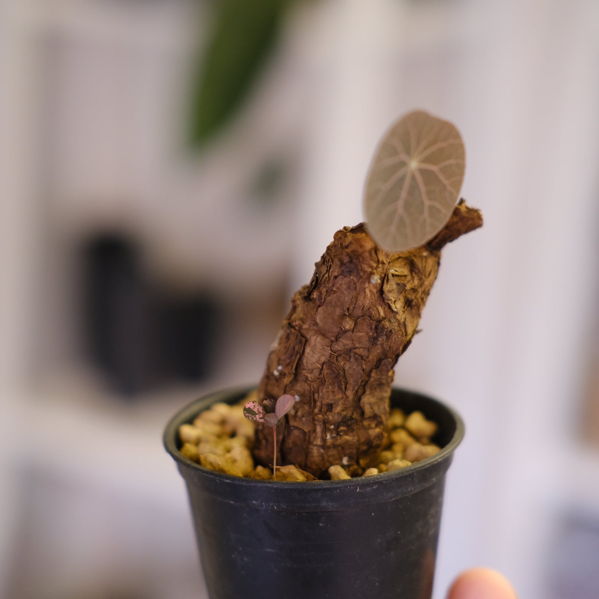 Stephania kaweesakii│ステファニア カウィーサキー│観葉植物