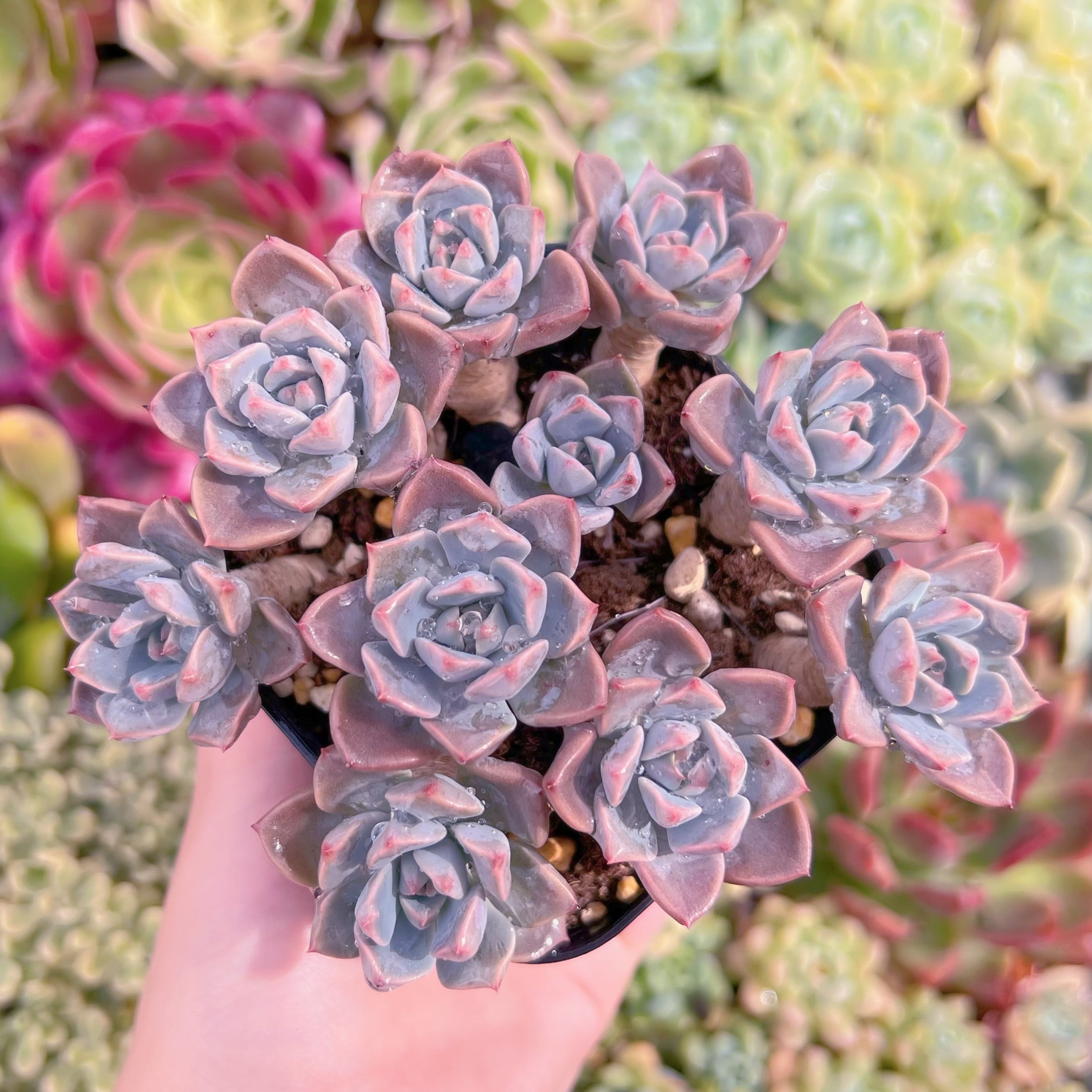 現品　Spotted Deer#F070　るる農園