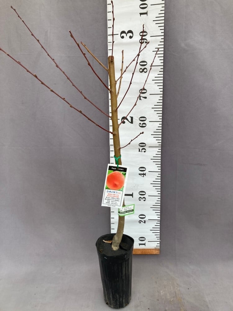 桃・ひめこなつ 接ぎ木 4号 | 日本ライン花木センター