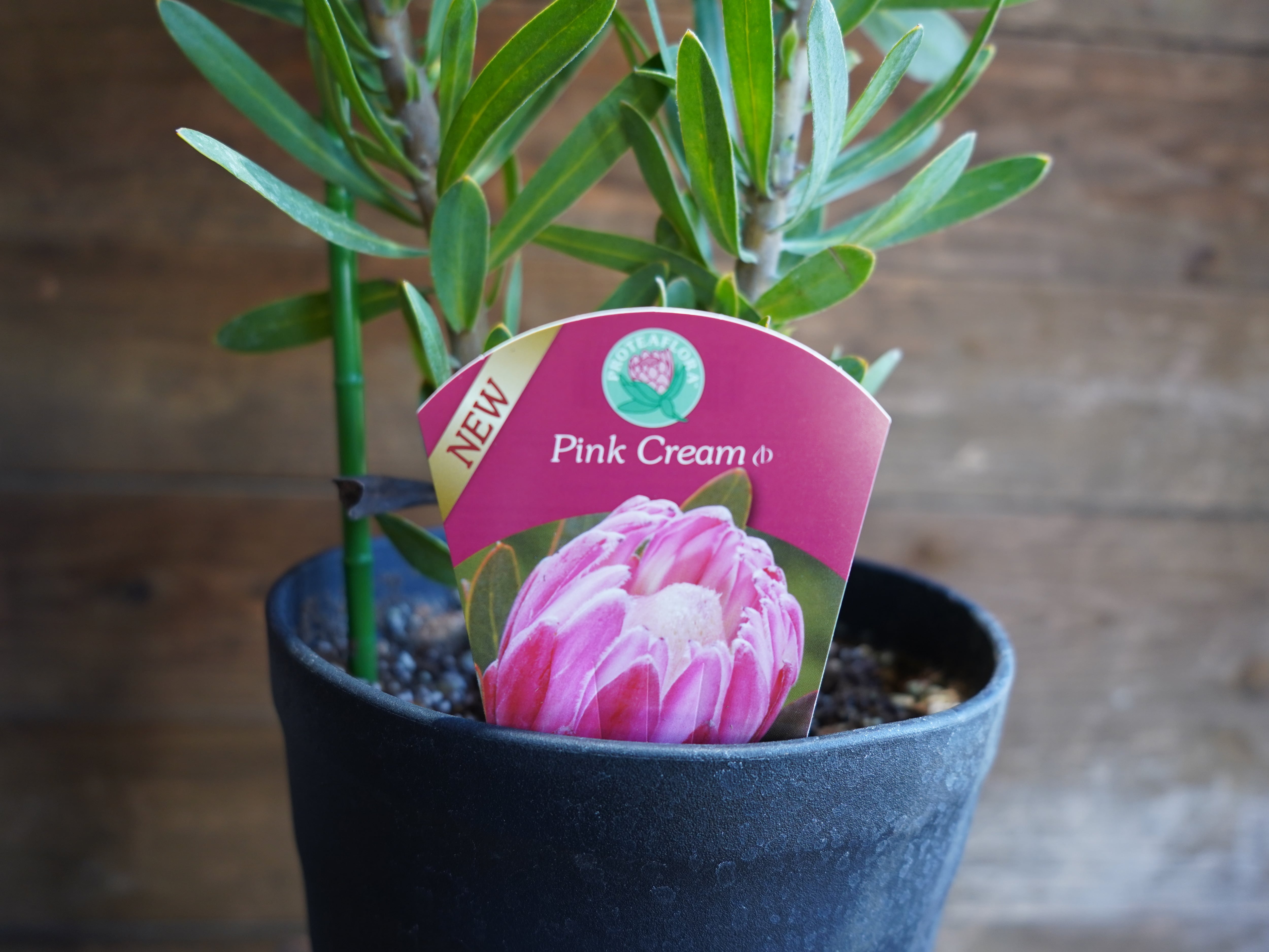 【現物】プロテア "ピンククリーム"