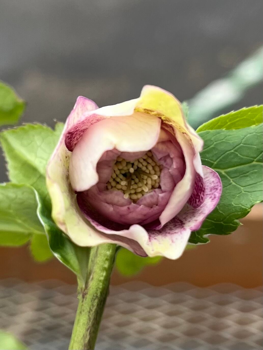 クリスマスローズ　認定アフロディーテ　加藤農園 一点物】加藤農園 クリスマスローズ アフロディーテ 4.5号（KT8