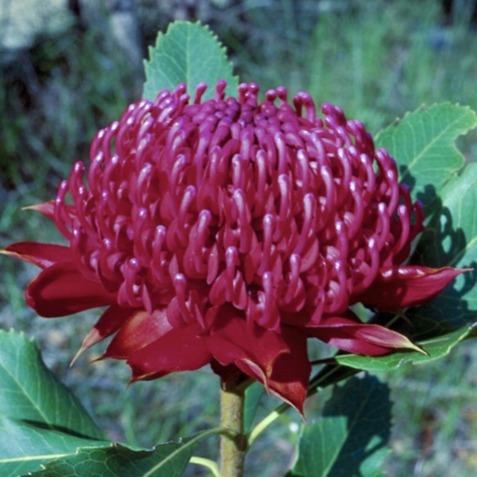 【専用】ワラタ[Waratah]　オーストラリアンブッシュ　フラワーエッセンス他 ワラタ＜オーストラリア・ブッシュ＞絶望の闇で強さと勇気を見出す