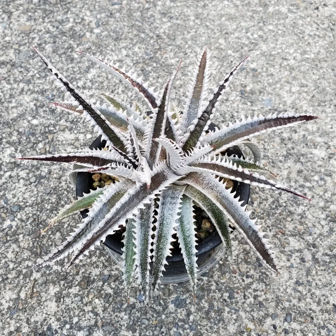 Dyckia（ディッキア） | レアプランツ通販サイトPlants Maniax