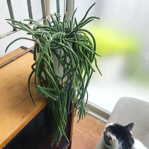 リプサリス ホリダ Neo Green