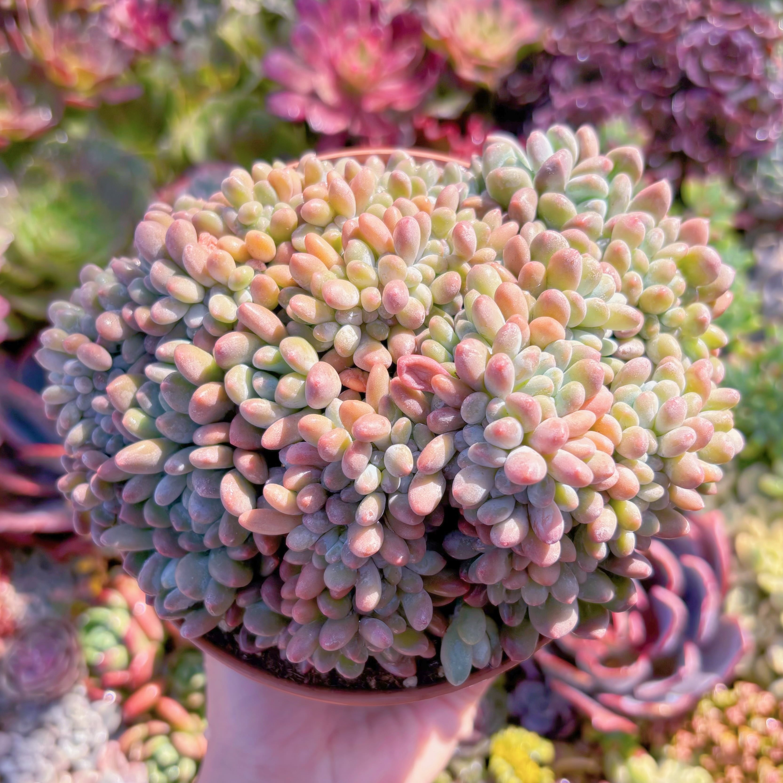 現品　灯美人綴化#D17　大群生　新入荷　るる農園