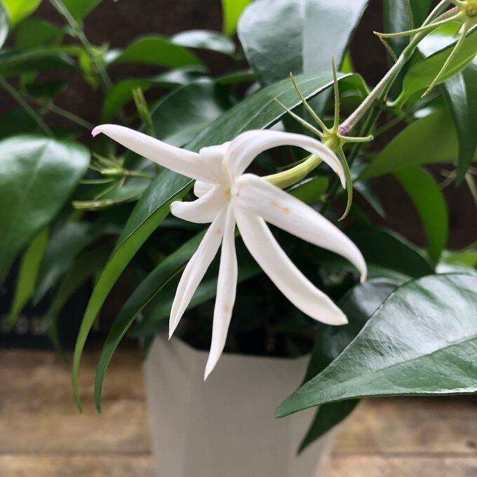 エンジェルウィング ジャスミン 爽やかな香り ガーデニング | 植物の店