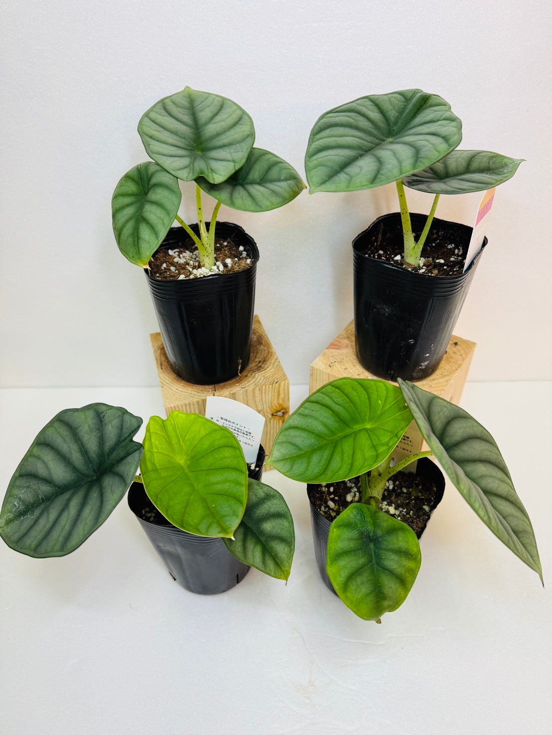 アロカシア・ネブラ インペリアリス 3号ロングポット | 観葉植物と雑貨