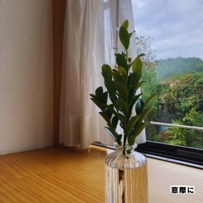 飾り榊｜定期便（月1回）｜インテリアとして飾れる純国産榊（5本ひと組